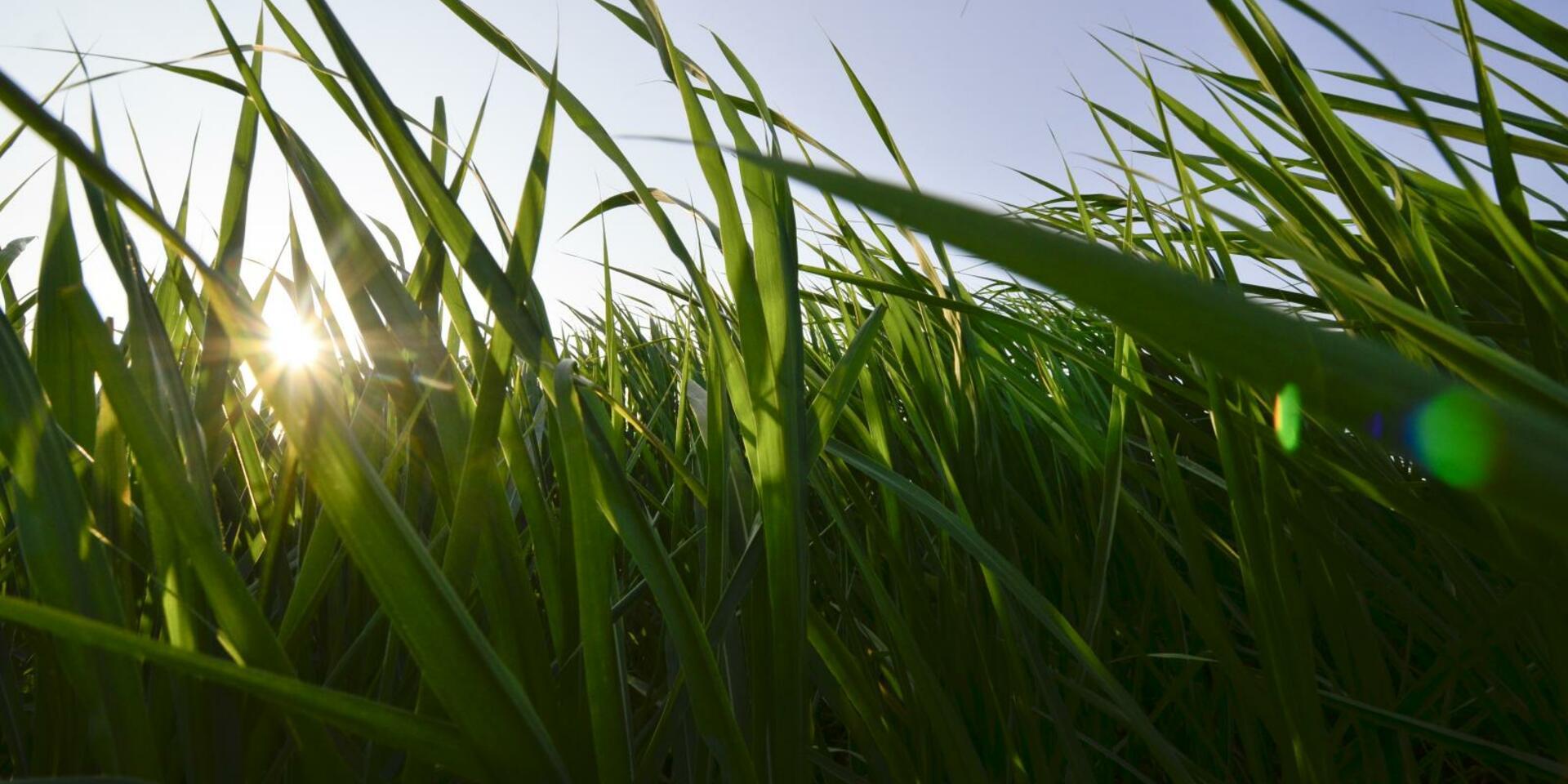 Guinea grass reference genome to open new territories in forage breeding