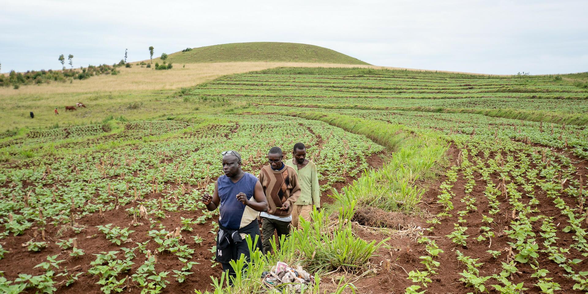 History of bean research - Alliance Bioversity International - CIAT