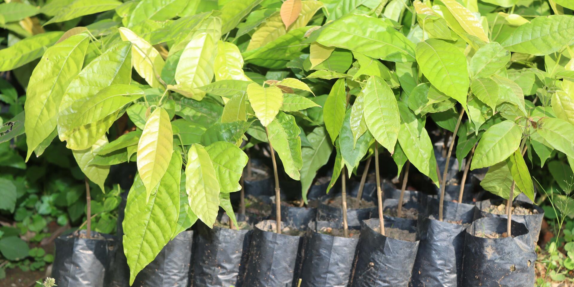 How a community nursery took flight with MyFarmTrees