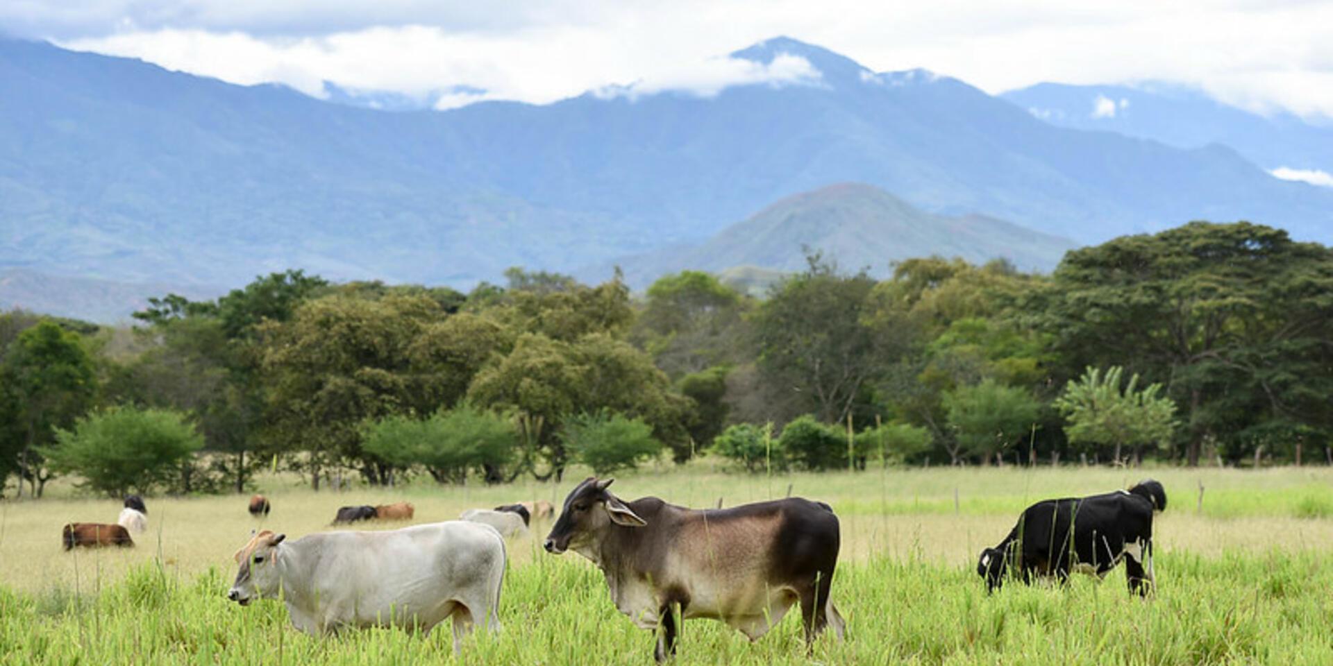Trees, cows and climate: How Colombia&rsquo;s silvopastoral systems are redefining sustainable cattle ranching