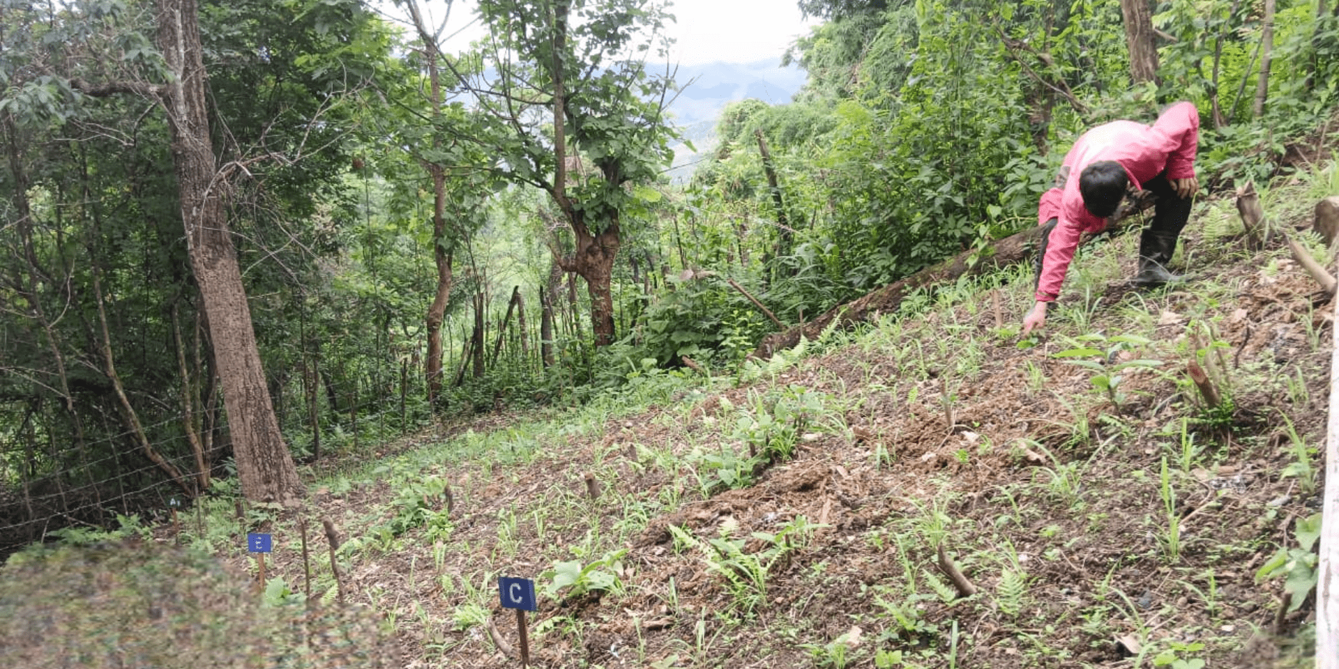 How Farmers and Tech Teamed Up To Better Test Crops - Alliance Bioversity International - CIAT