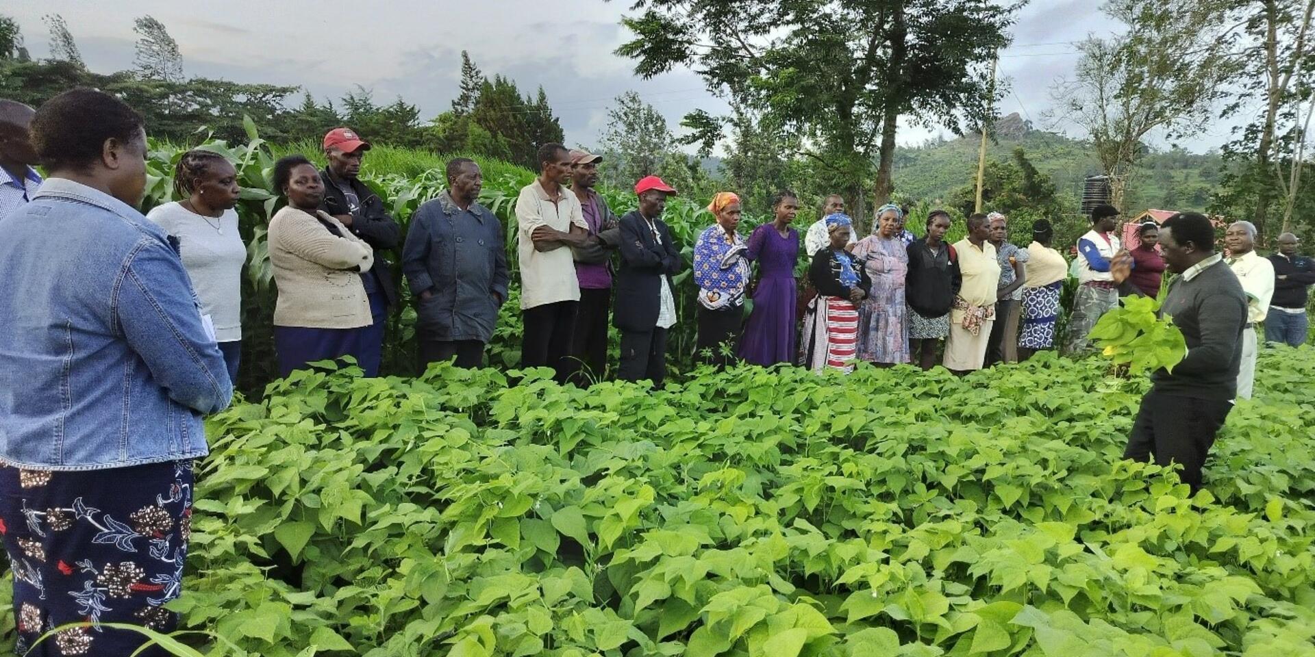 How new bean variety brings health, prosperity to women farmers