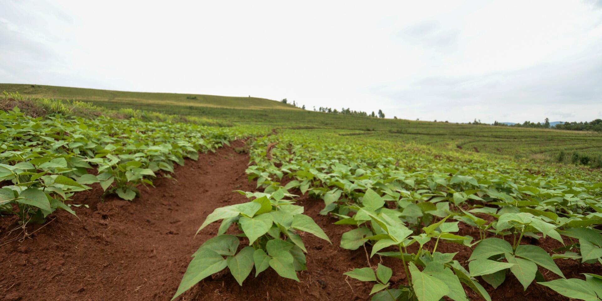 How PABRA Has Empowered Bean Seed Producers to Cultivate Prosperity and Gender Inclusivity in The DRC Bean Sector