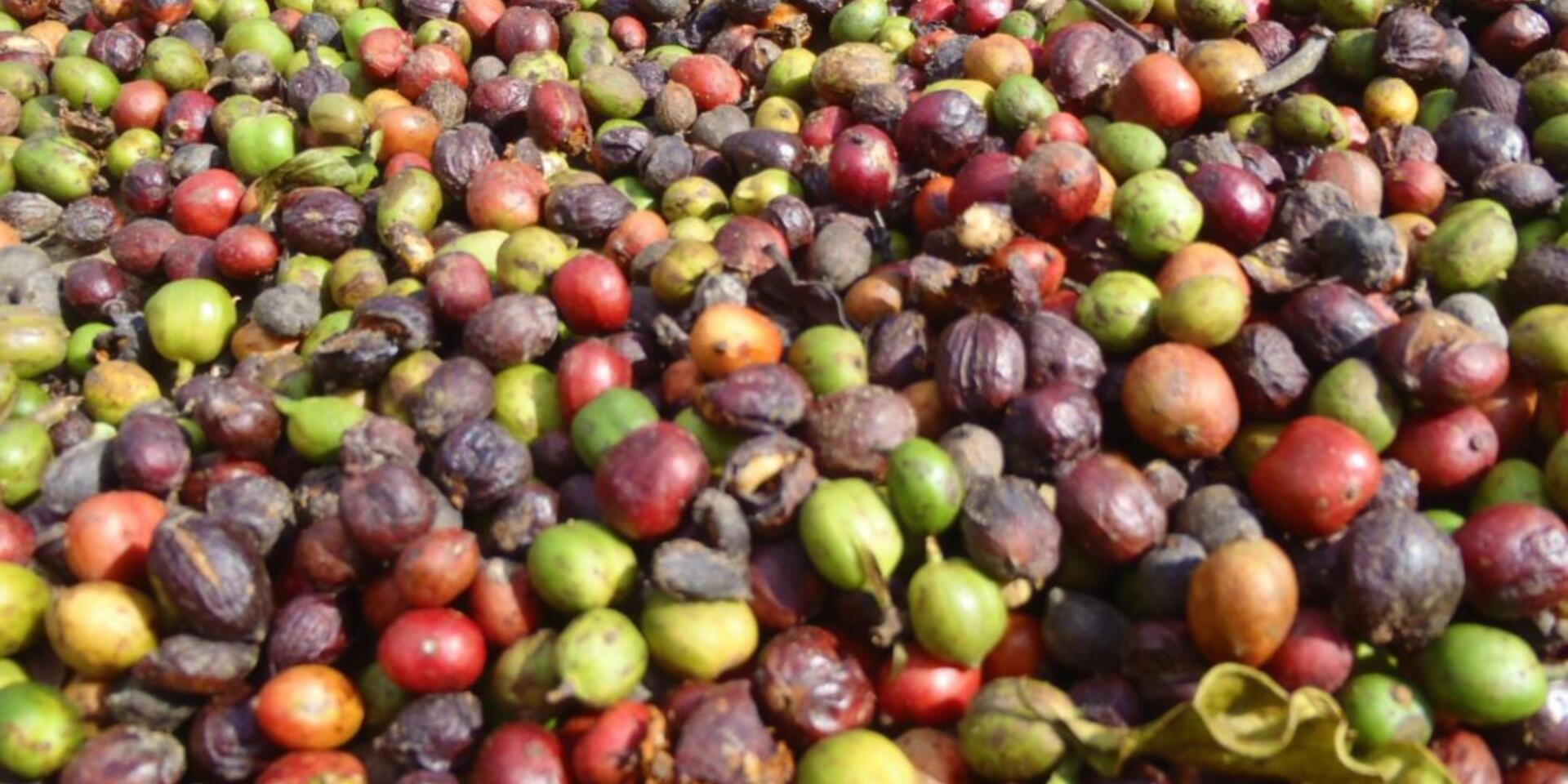 Multi-stakeholder efforts blend into one national coffee and climate change strategy in Vietnam