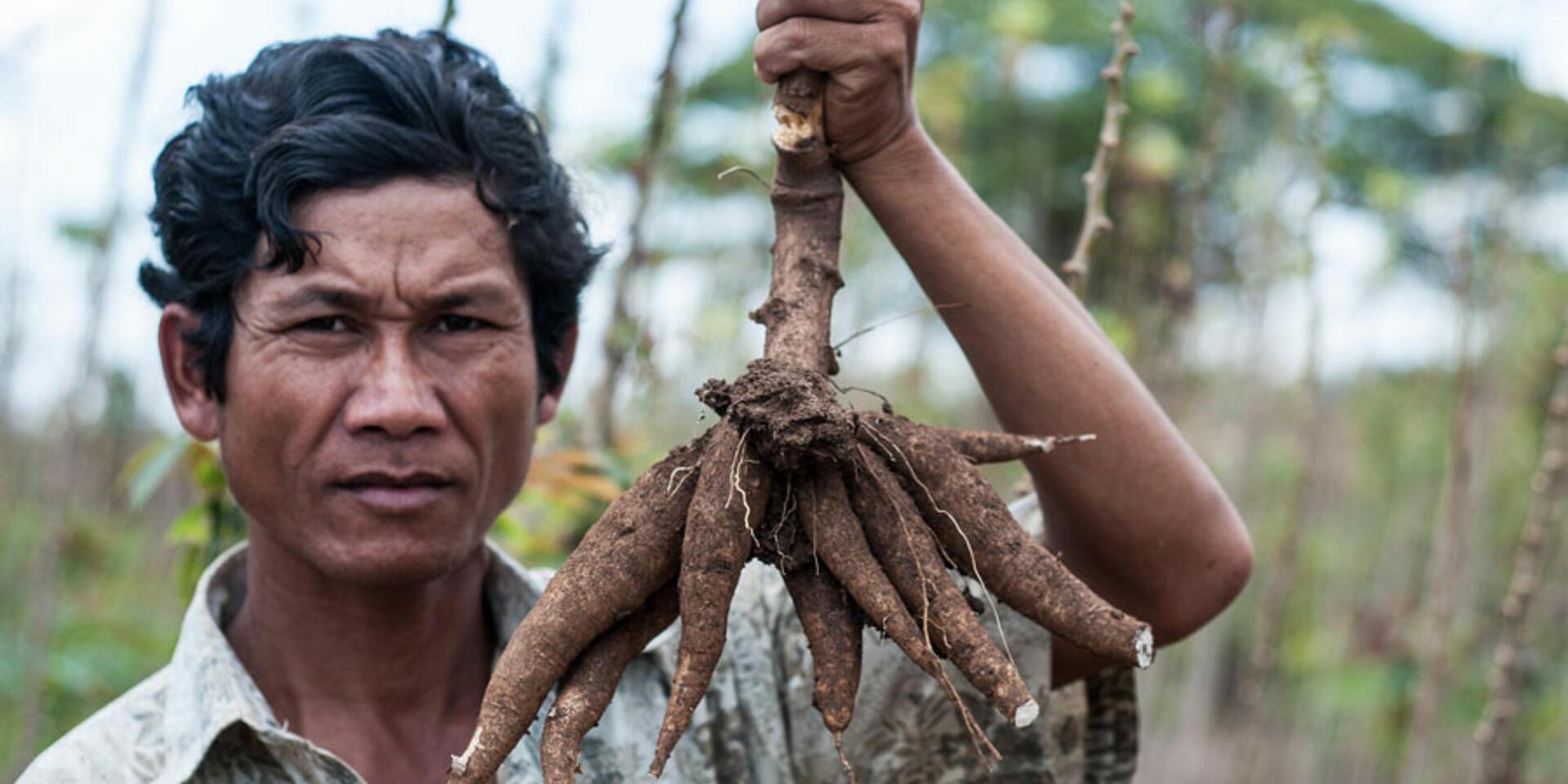Climate-triggered pest and disease invaders threaten US$5 billion cassava industry in Asia