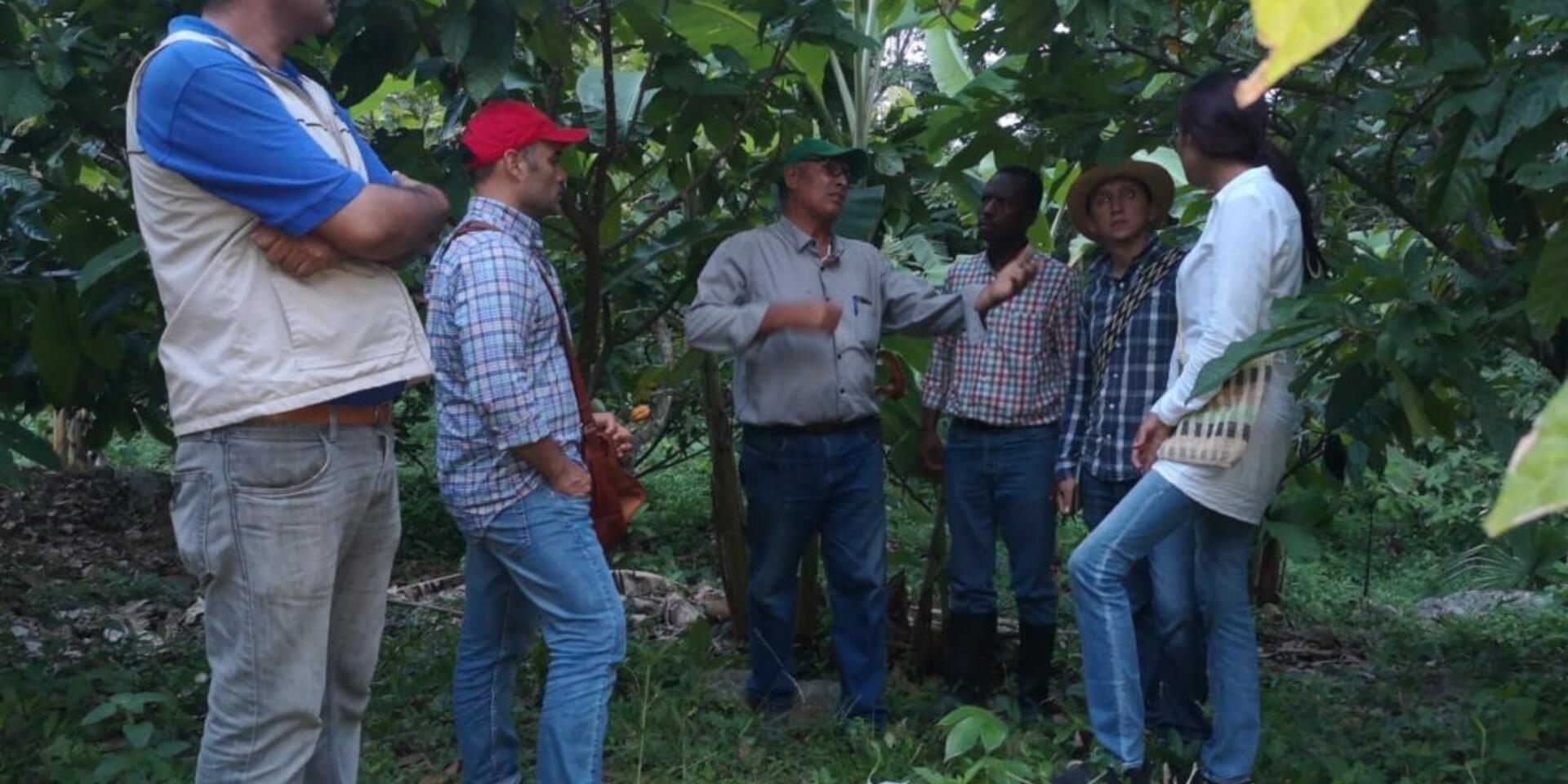 Para lograr el cultivo sostenible del cacao en Colombia, hacerlo org&aacute;nico no es necesariamente la &uacute;nica buena respuesta