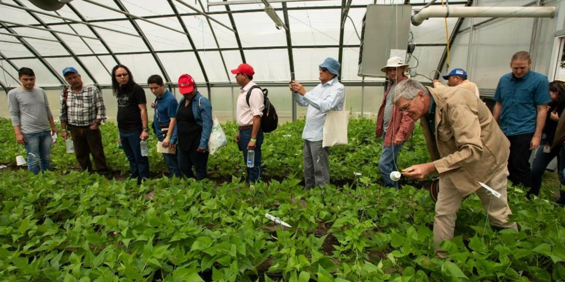 A wild bean's genes may help a key crop thrive on a hotter Earth