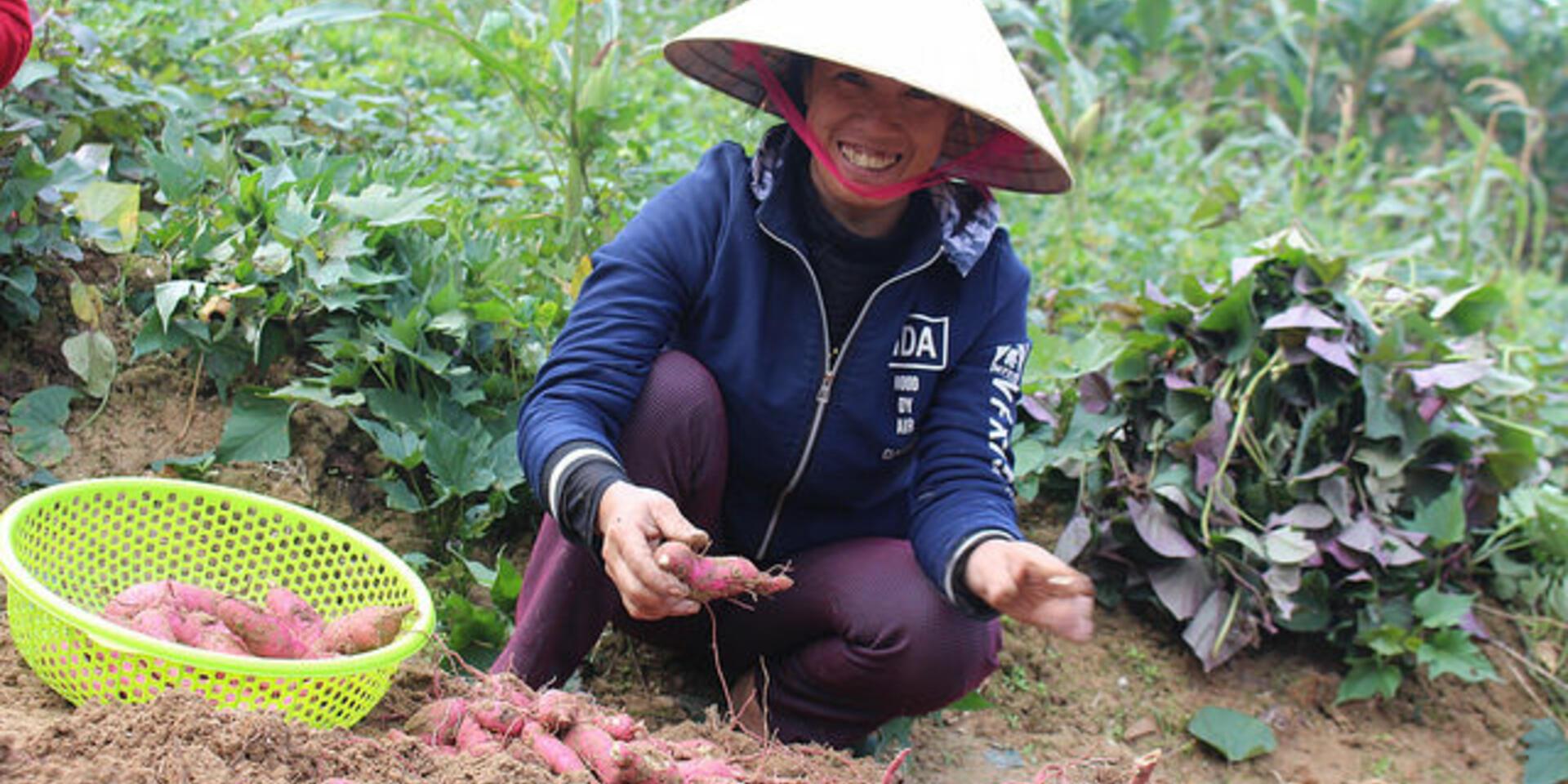 Farmers in Quang Binh province learn everything there is to know about sweetpotato