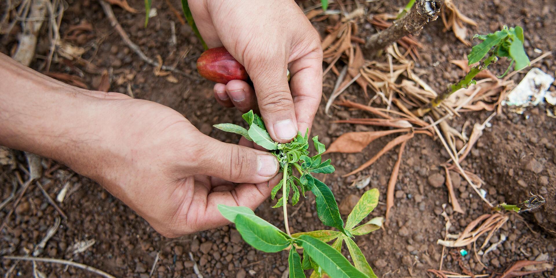 Cassava Partnerships & Outreach - Alliance Bioversity International - CIAT