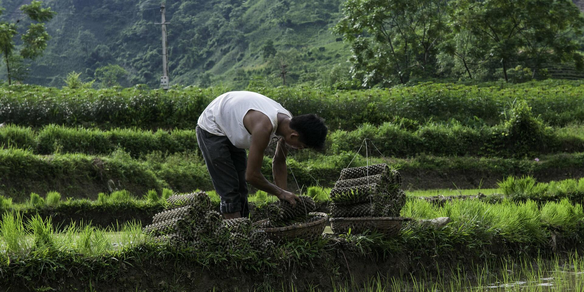 planting rice seedlings in Vietnam