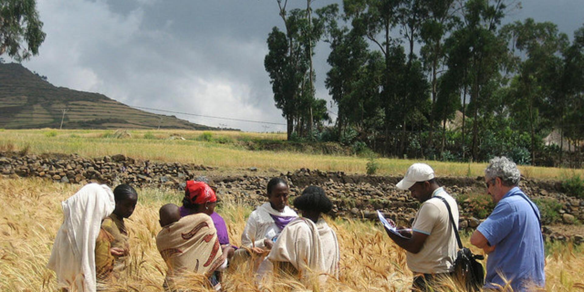 Tracking proteins in farmers' varieties of durum wheat in Ethiopia