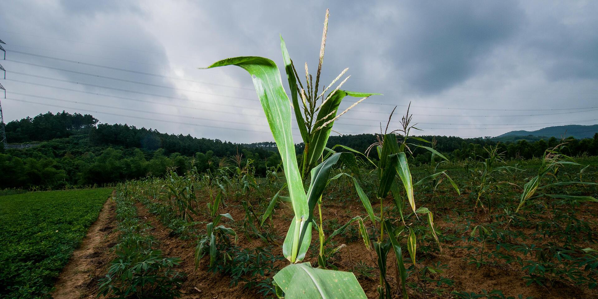 Information on the new Alliance Logo - Alliance Bioversity International - CIAT