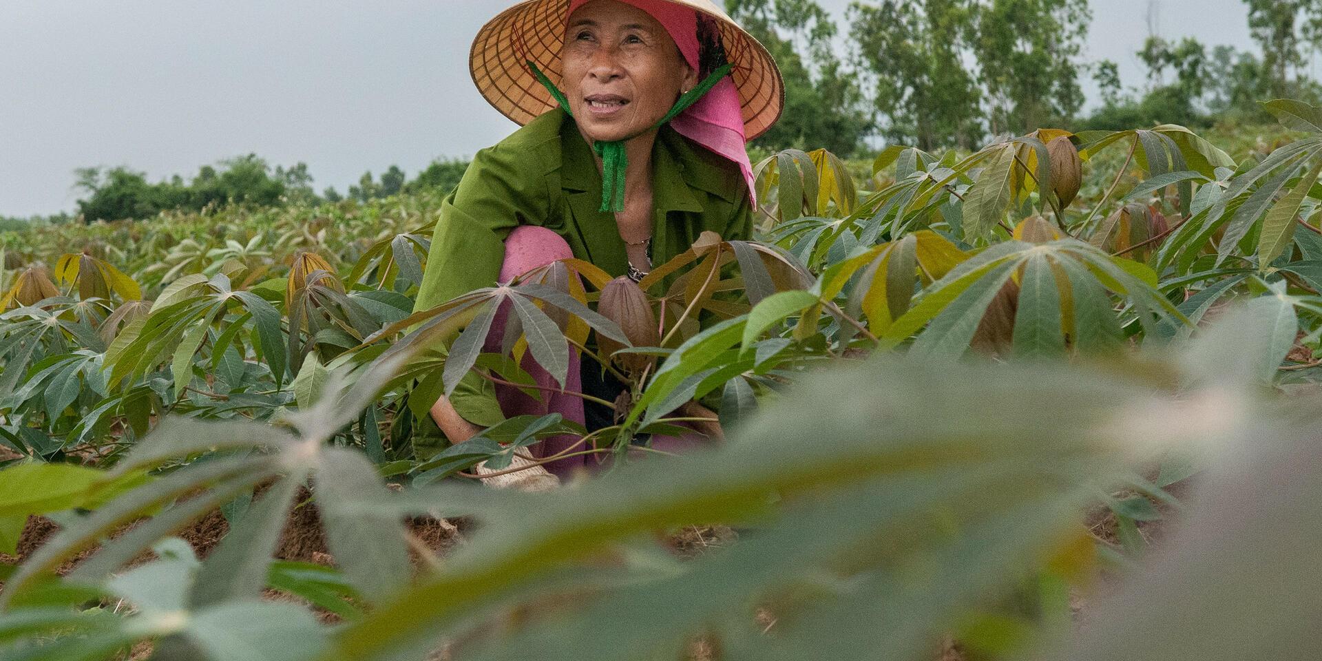 Cassava farmer in Quang Binh, Vietnam