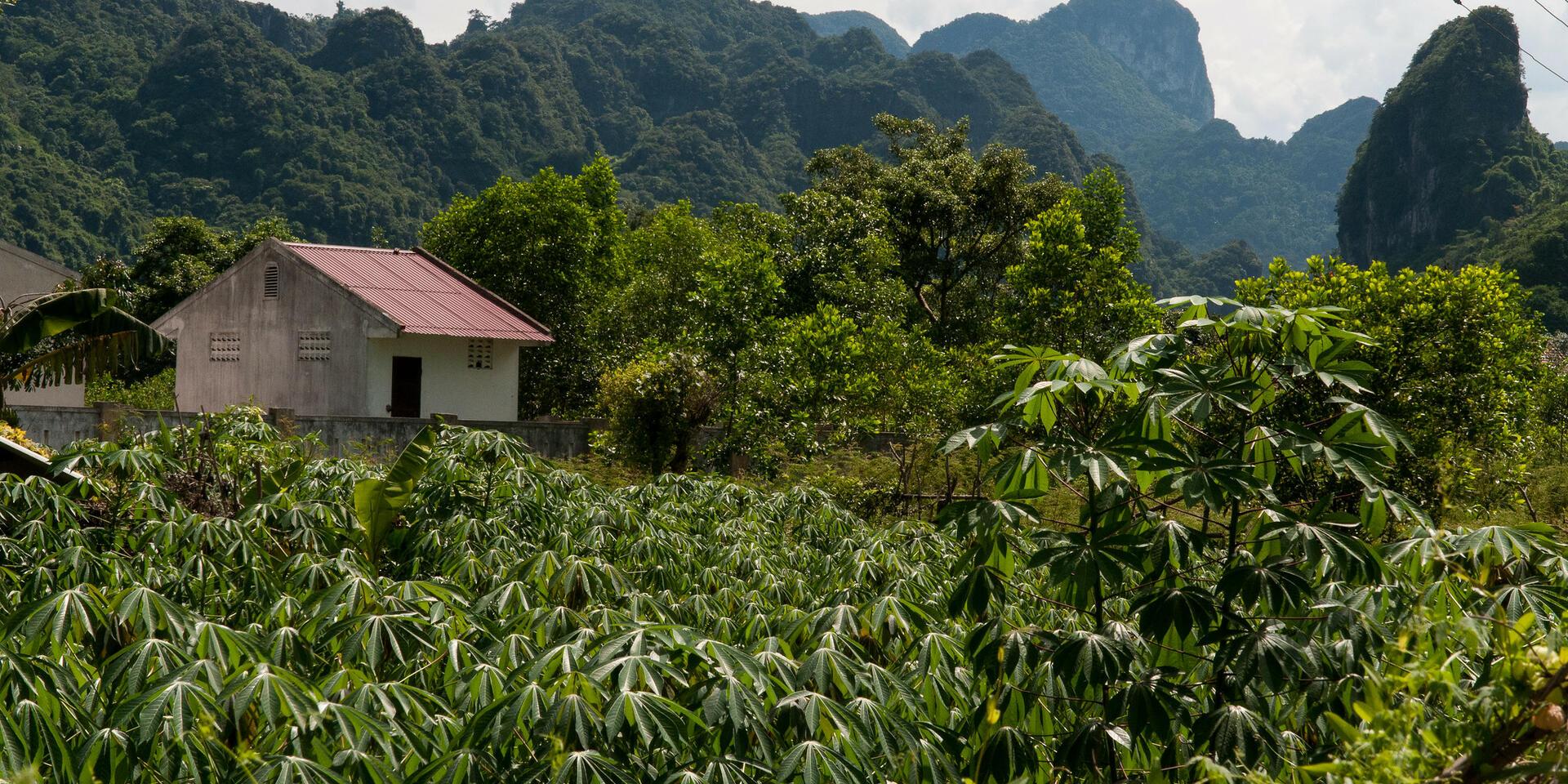 Projects and Flagship Initiatives; Vietnam - Alliance Bioversity International - CIAT
