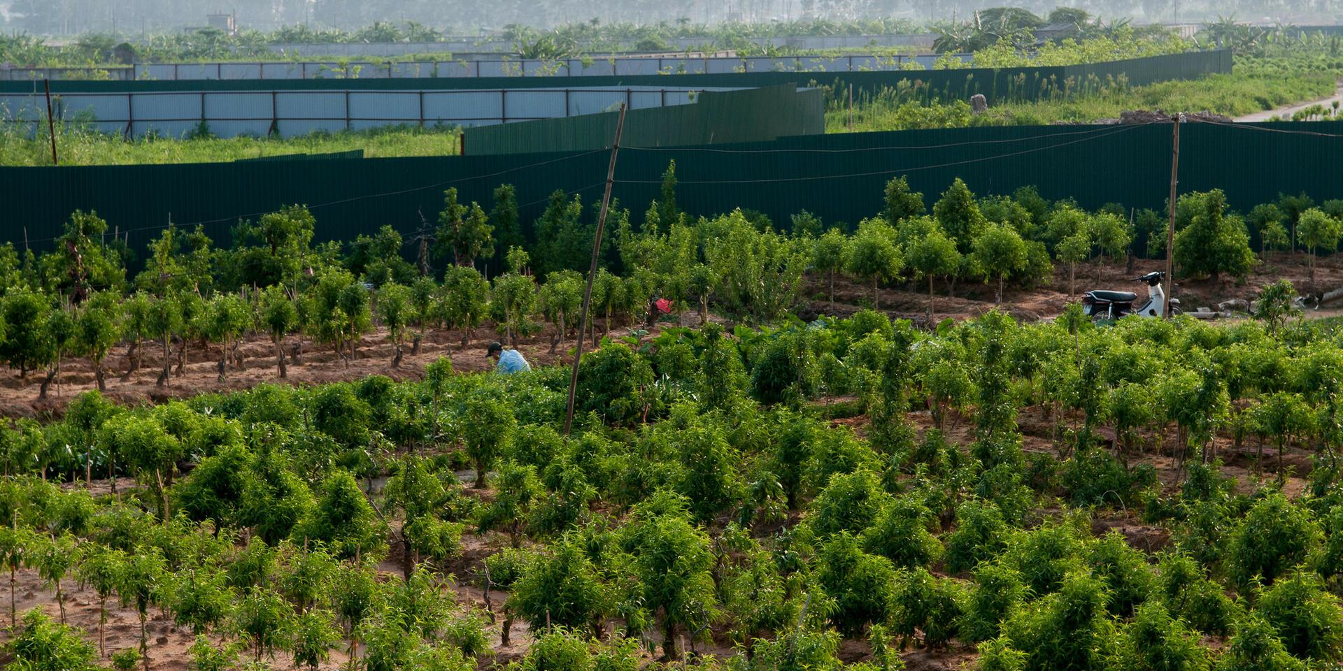 Peri-urban agriculture on the outskirts of Hanoi.
