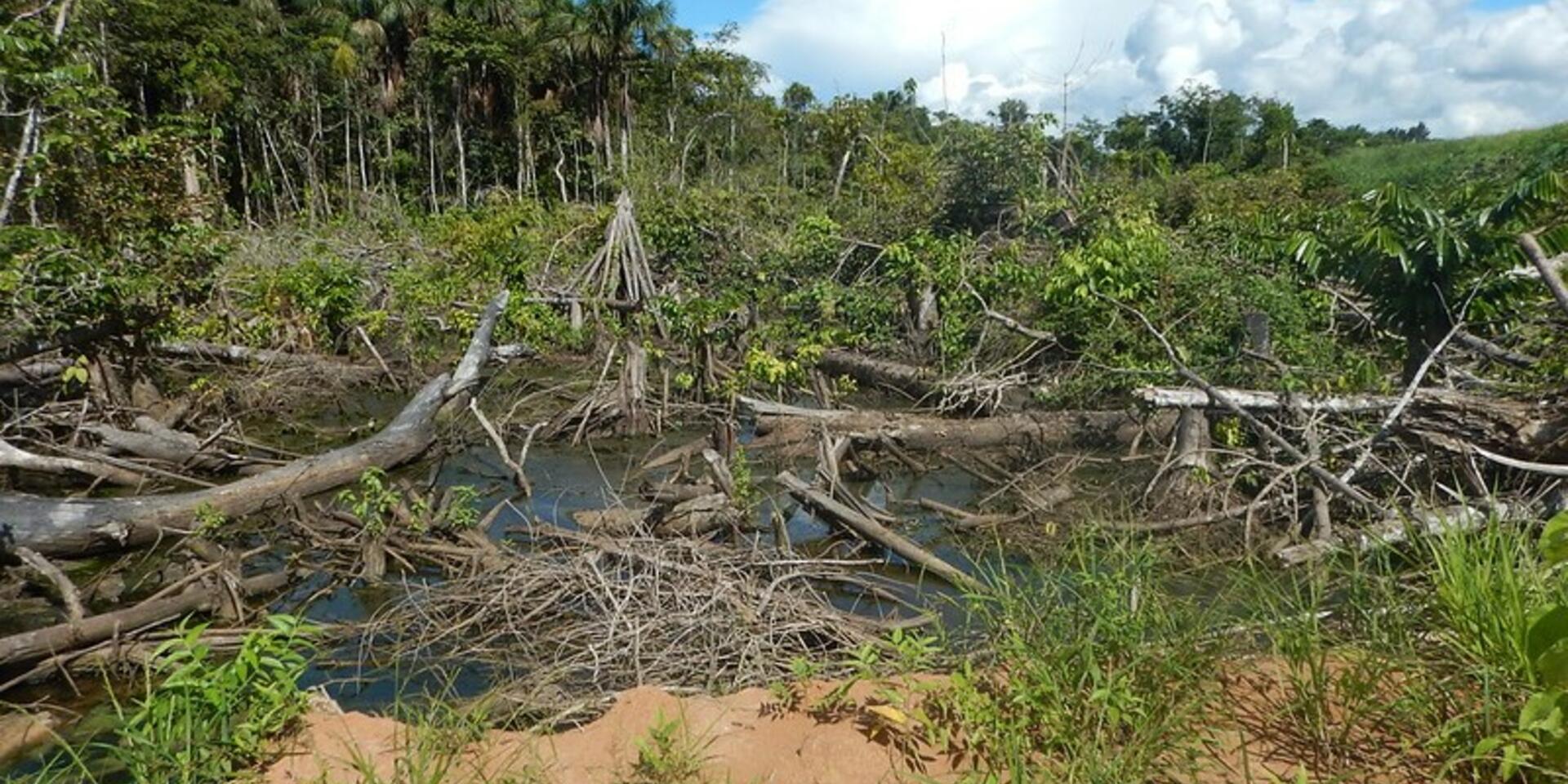 COVID-19 highlights the need for food systems-based policies for reducing tropical deforestation