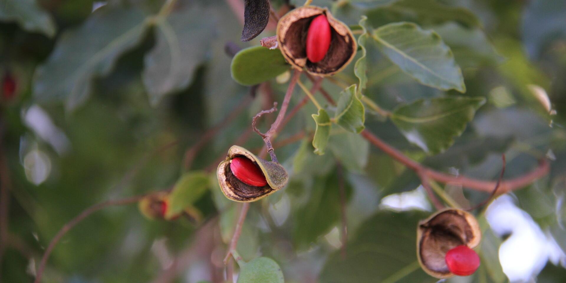 African Rosewood tree seeds 