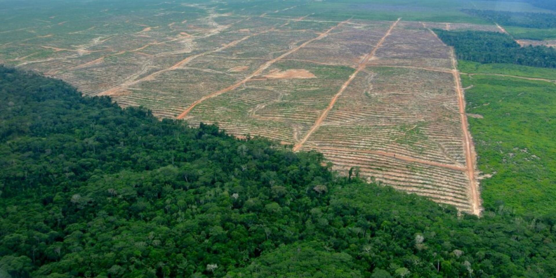 Post-COVID-19, we need a food systems approach to achieve zero-deforestation diets