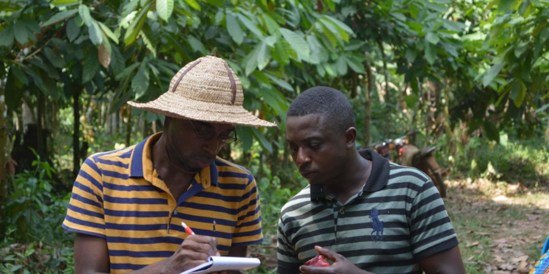 Making adaptation efforts actionable at scale towards a climate-smart cocoa sector