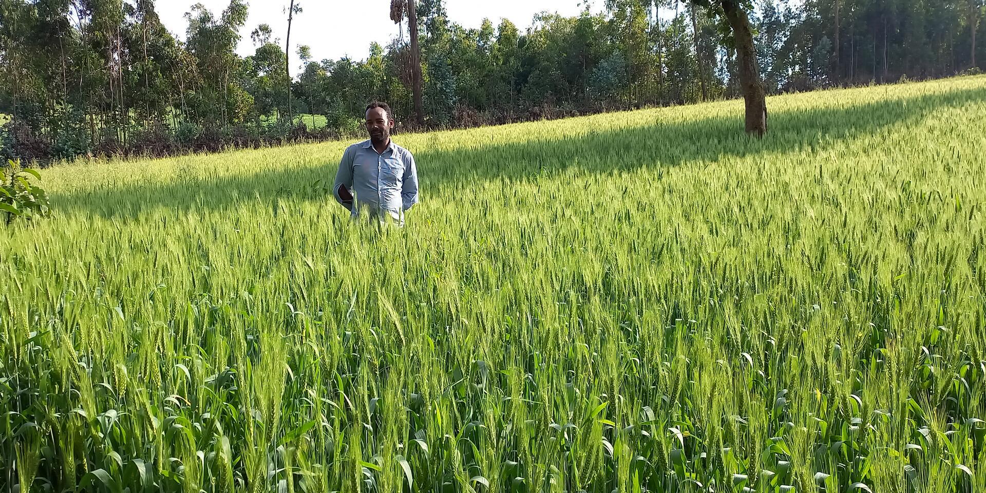 Wheat in Omashera 1 Kebele, Ethiopia
