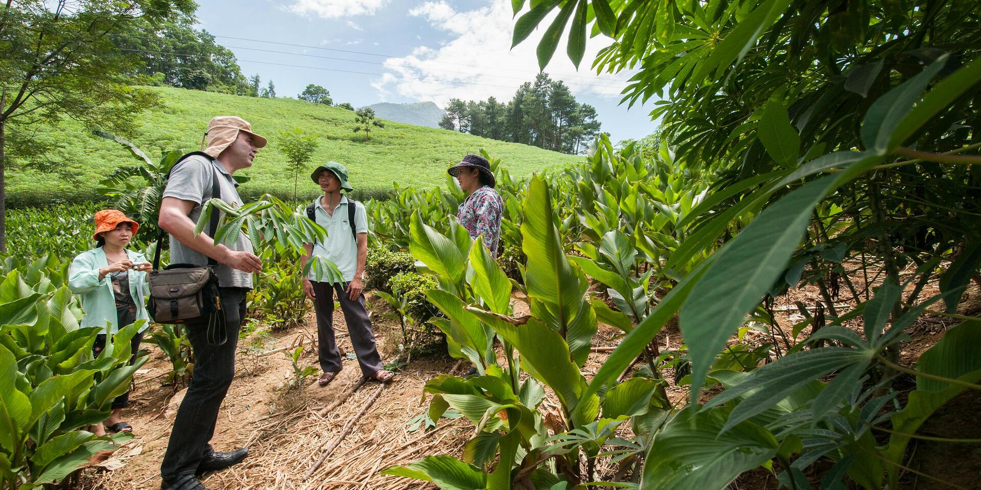 Ba Vi National Park, hotspot of biodiversity and CIAT field trial site