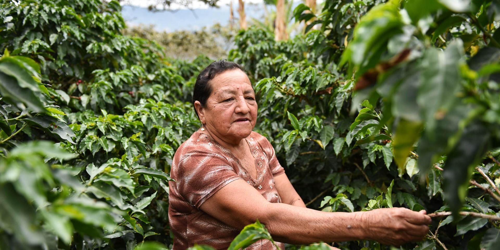 smallholder farmer in Narino