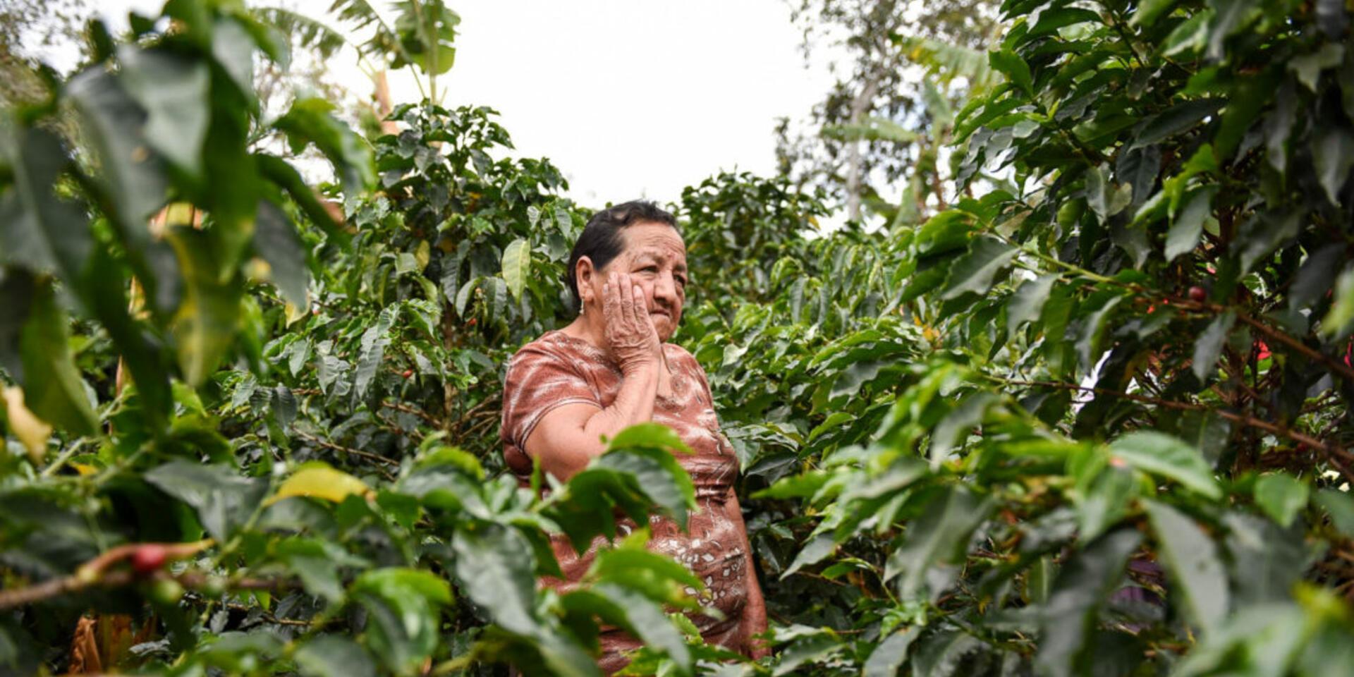 Climate change drives cropping shifts from coffee to cocoa in Central America