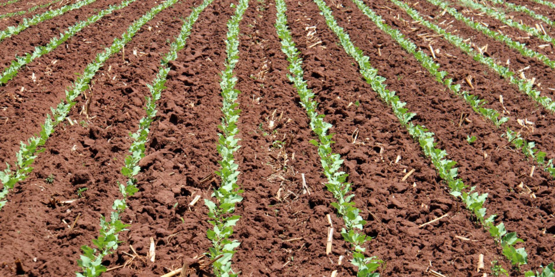 Giving soils a voice