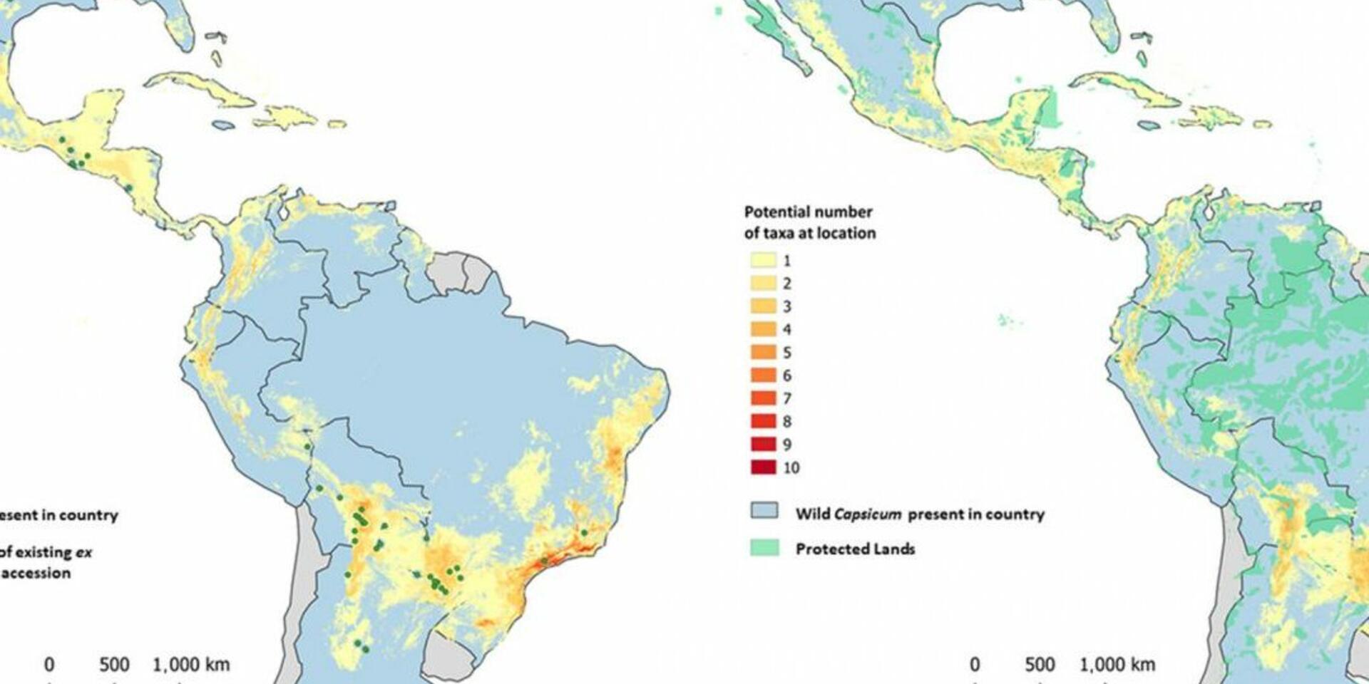 The wild relatives of major vegetables, needed for climate resilience, are in danger