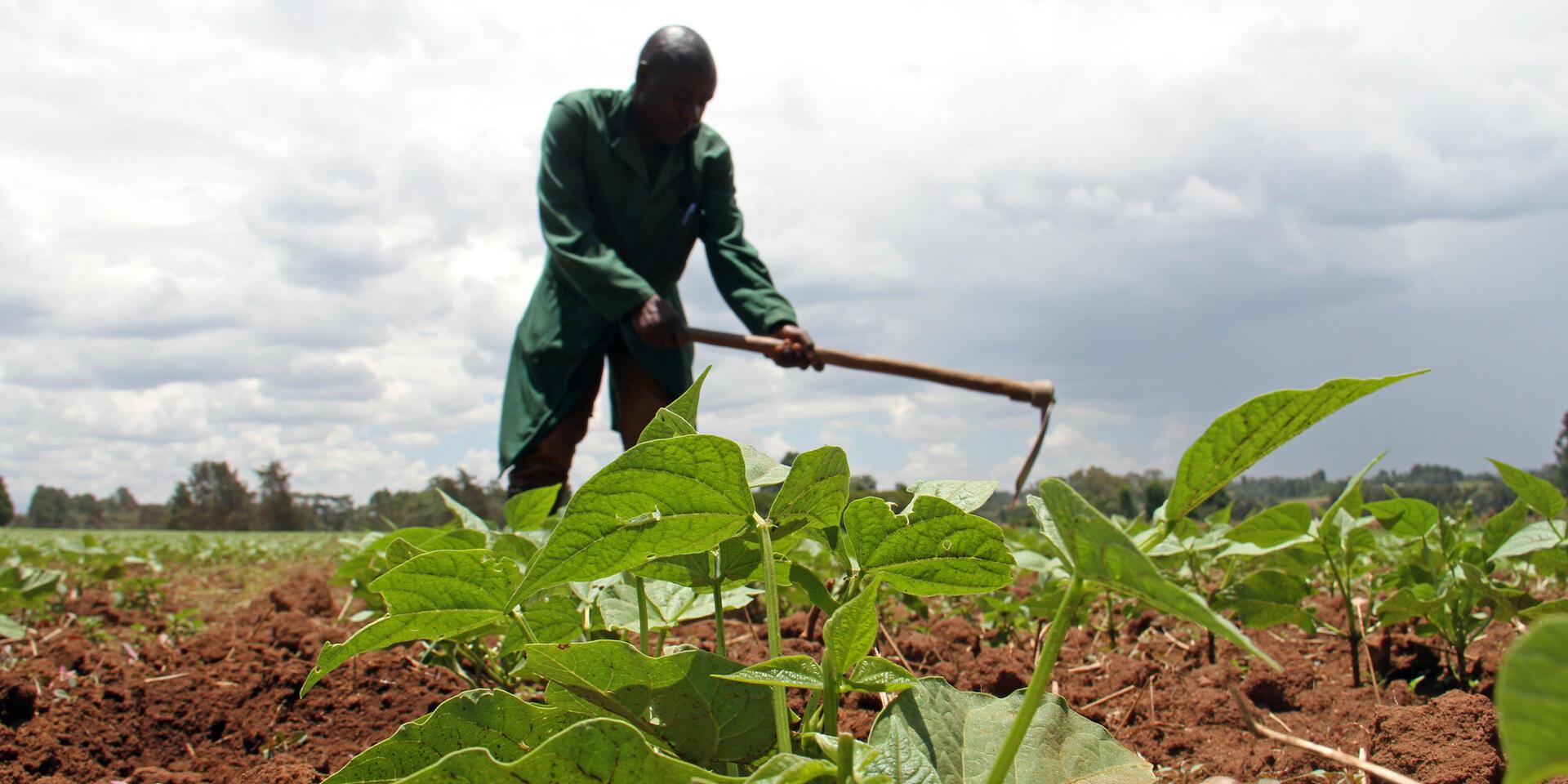 bean farming in Kenya 