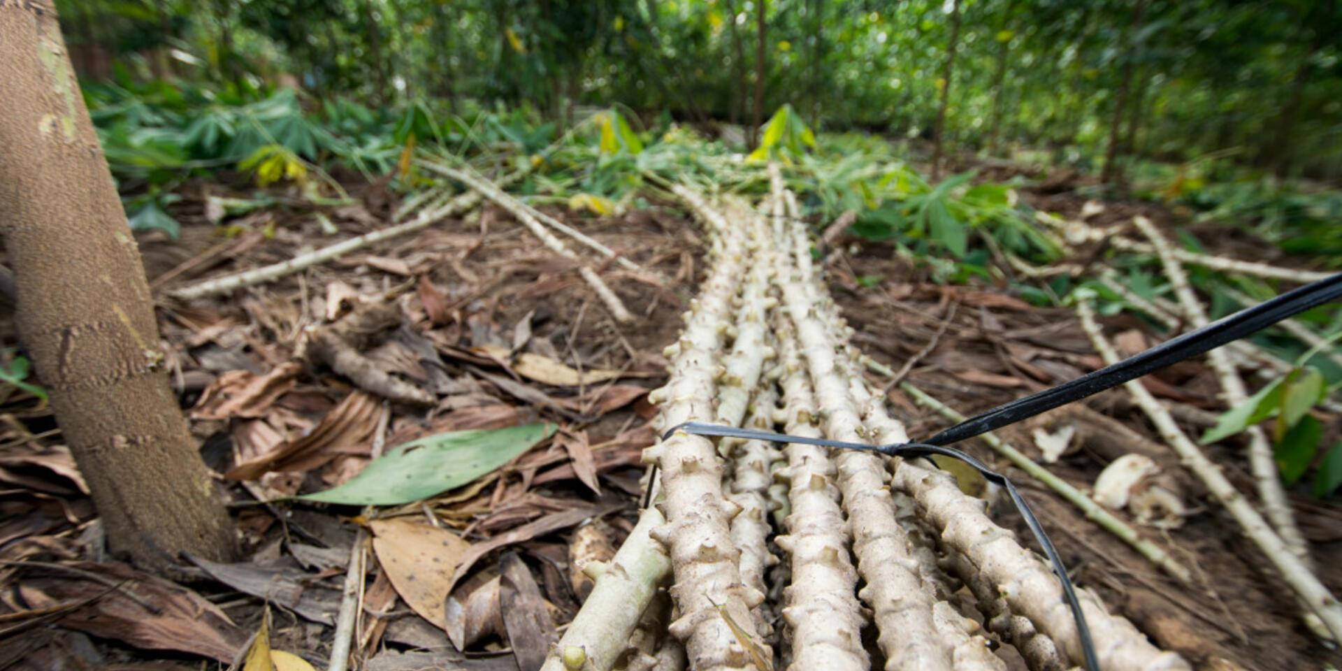 Kick-starting food resilience in Philippines