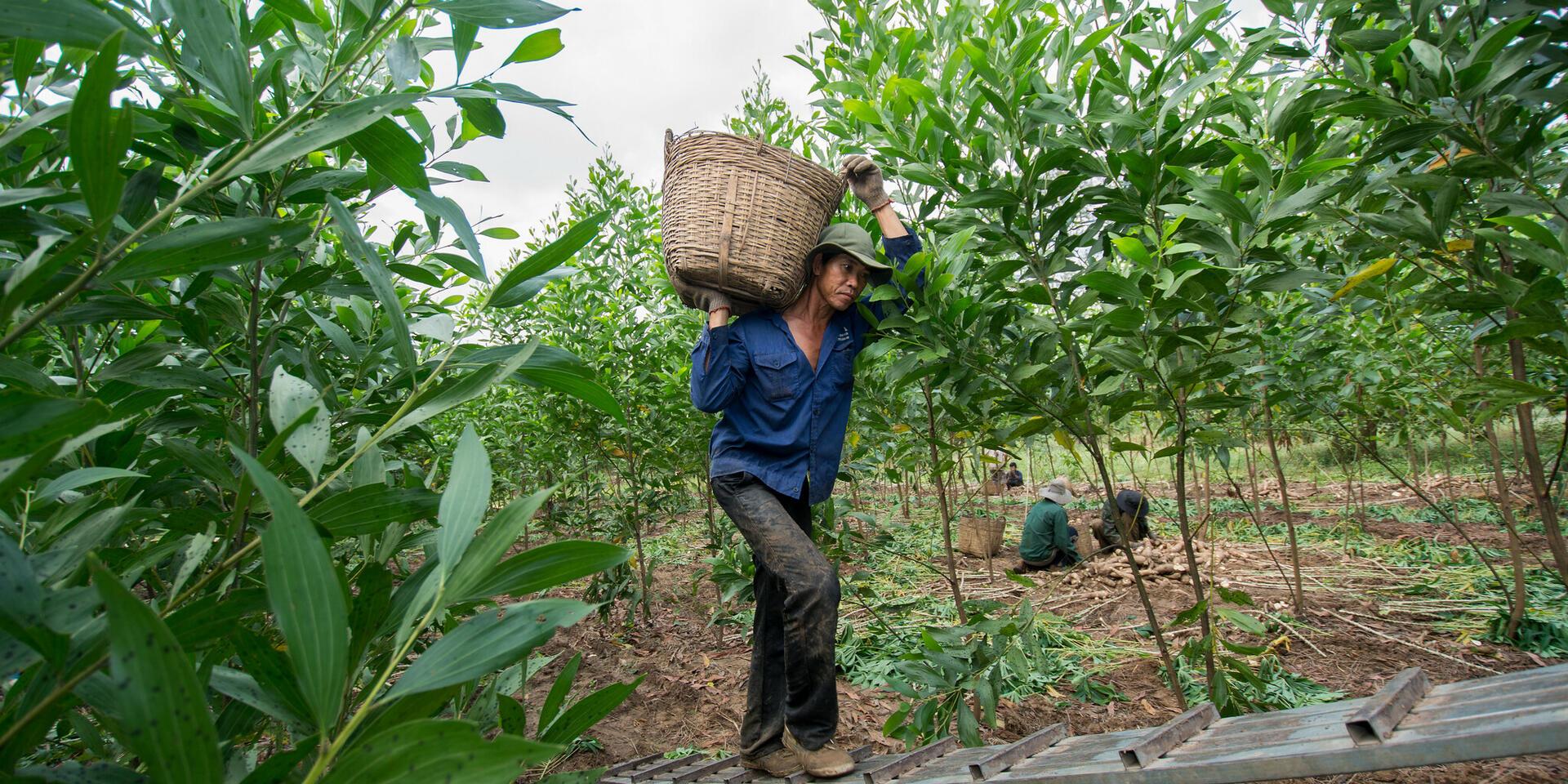 Harvesting cassava in Dong Nai province, Vietnam