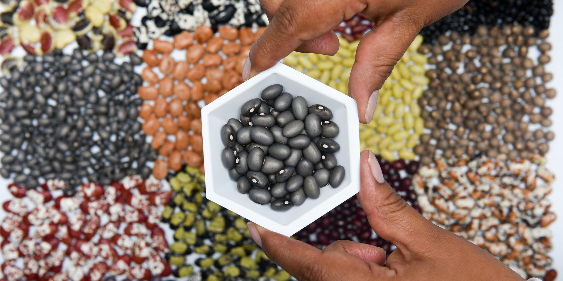 Colombia Genebank - Alliance Bioversity International - CIAT