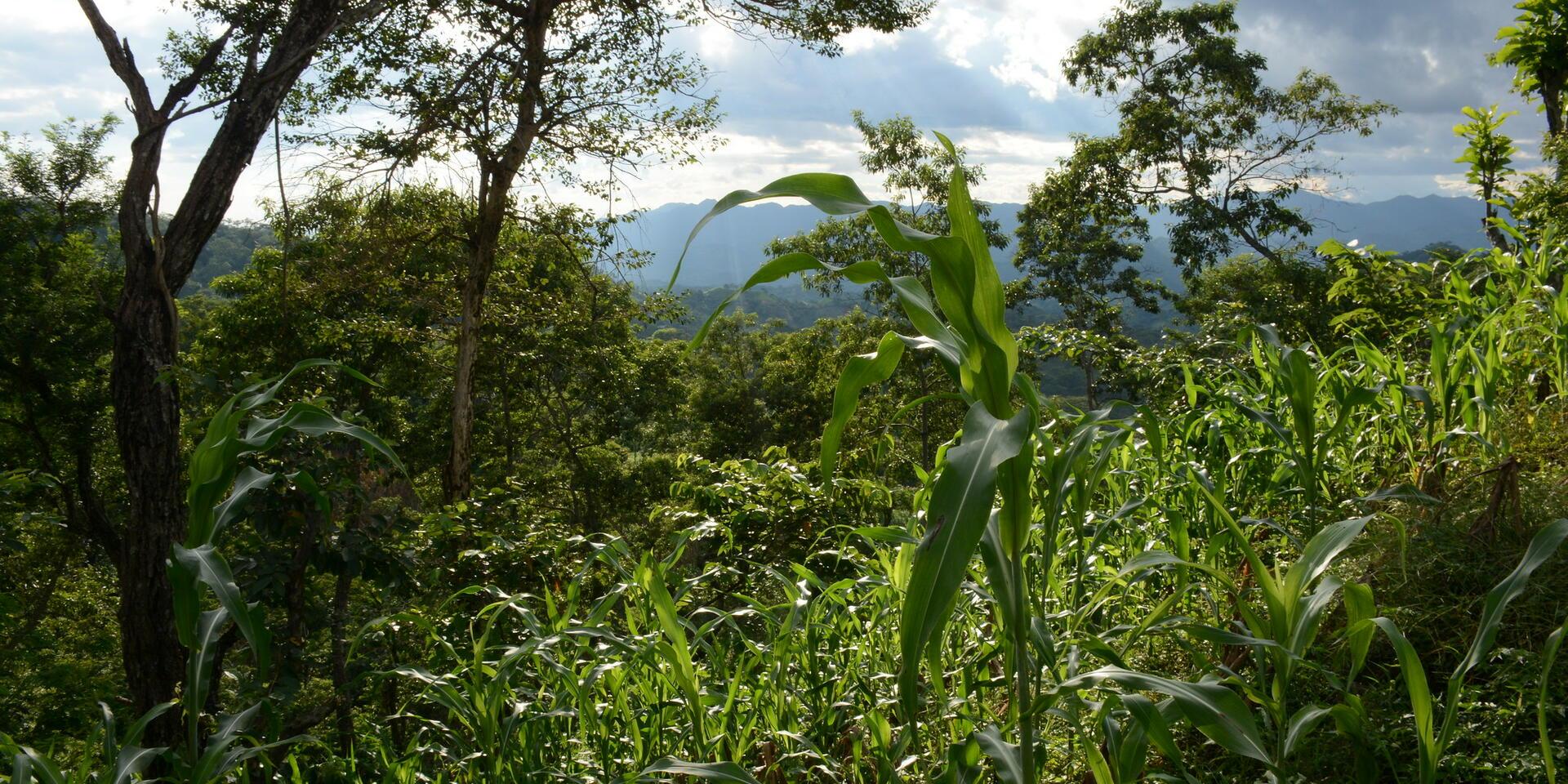 agroforestry in Kenya 