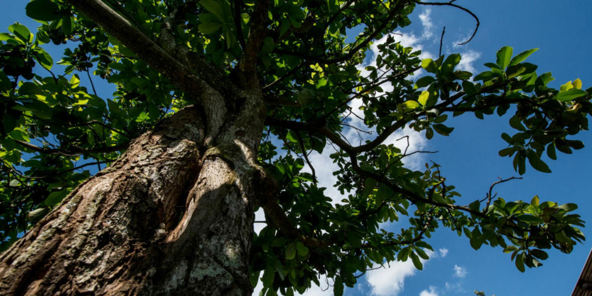 Trees on agricultural land sink four times more carbon