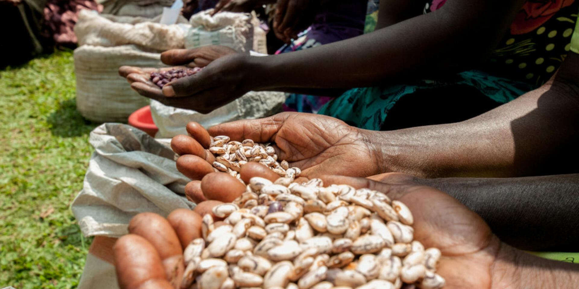 First drought-resilient, high iron beans for Uganda released