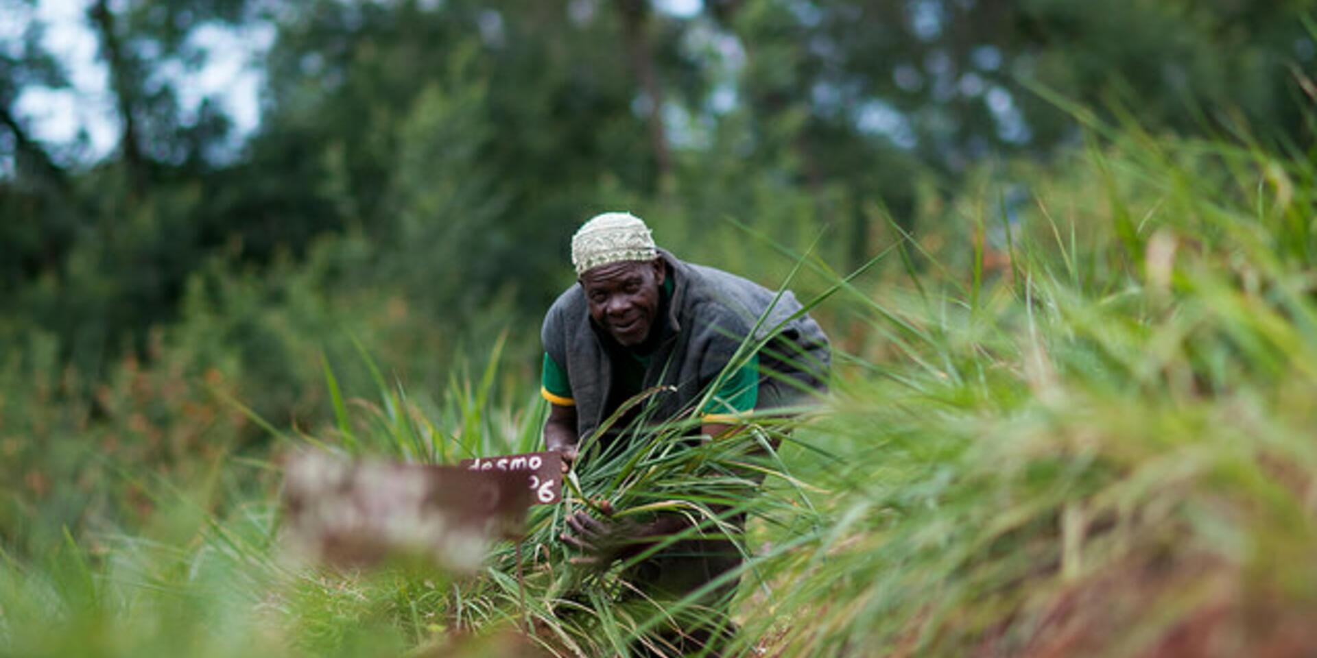 An unlikely weapon against poverty and drought