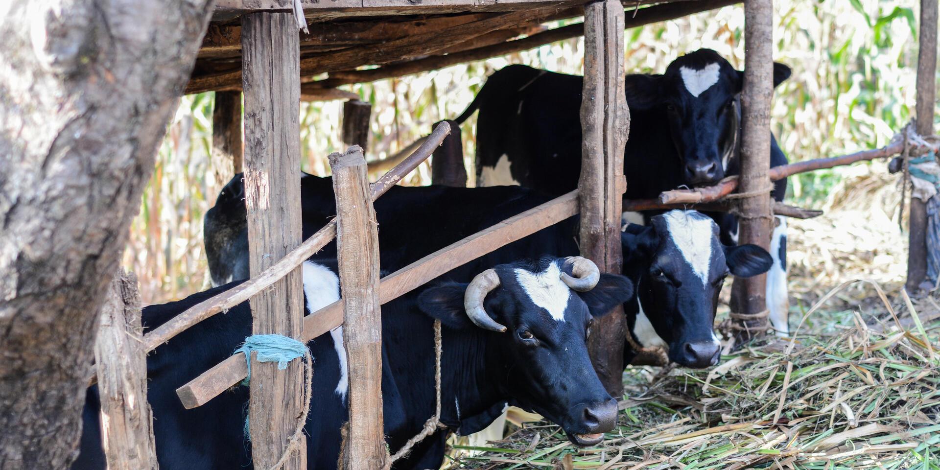 CLEANED | Alliance Bioversity International - CIAT