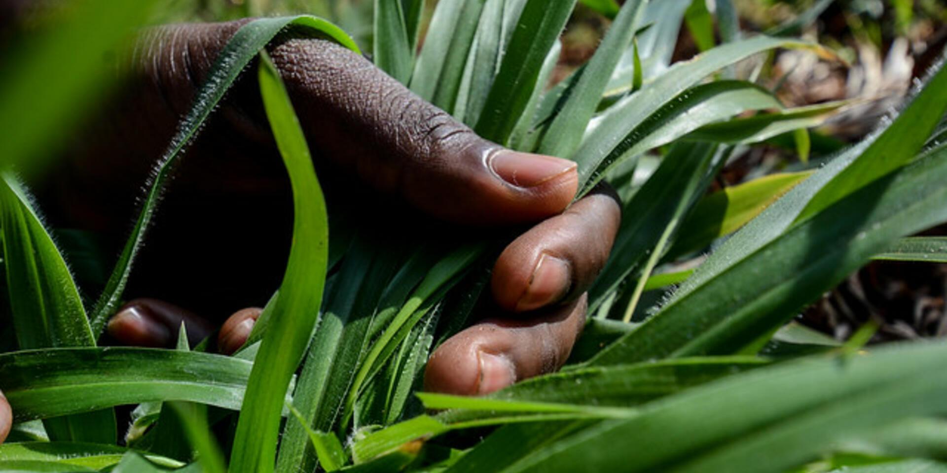 CIAT and Grupo Papalotla signed an agreement for the development of new tropical pasture hybrids