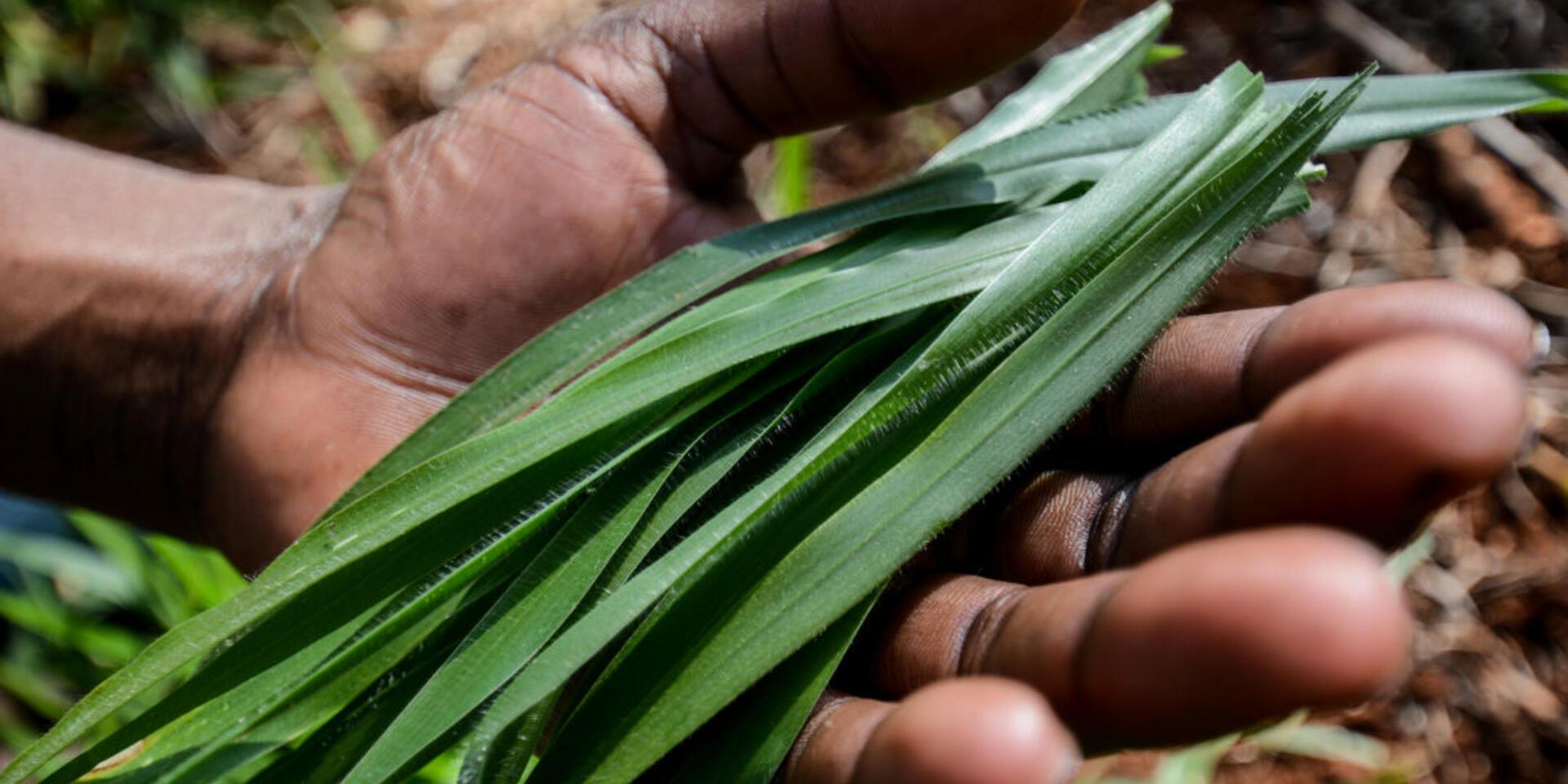 Four unexplored big wins in agriculture: tackling climate change through landscape restoration