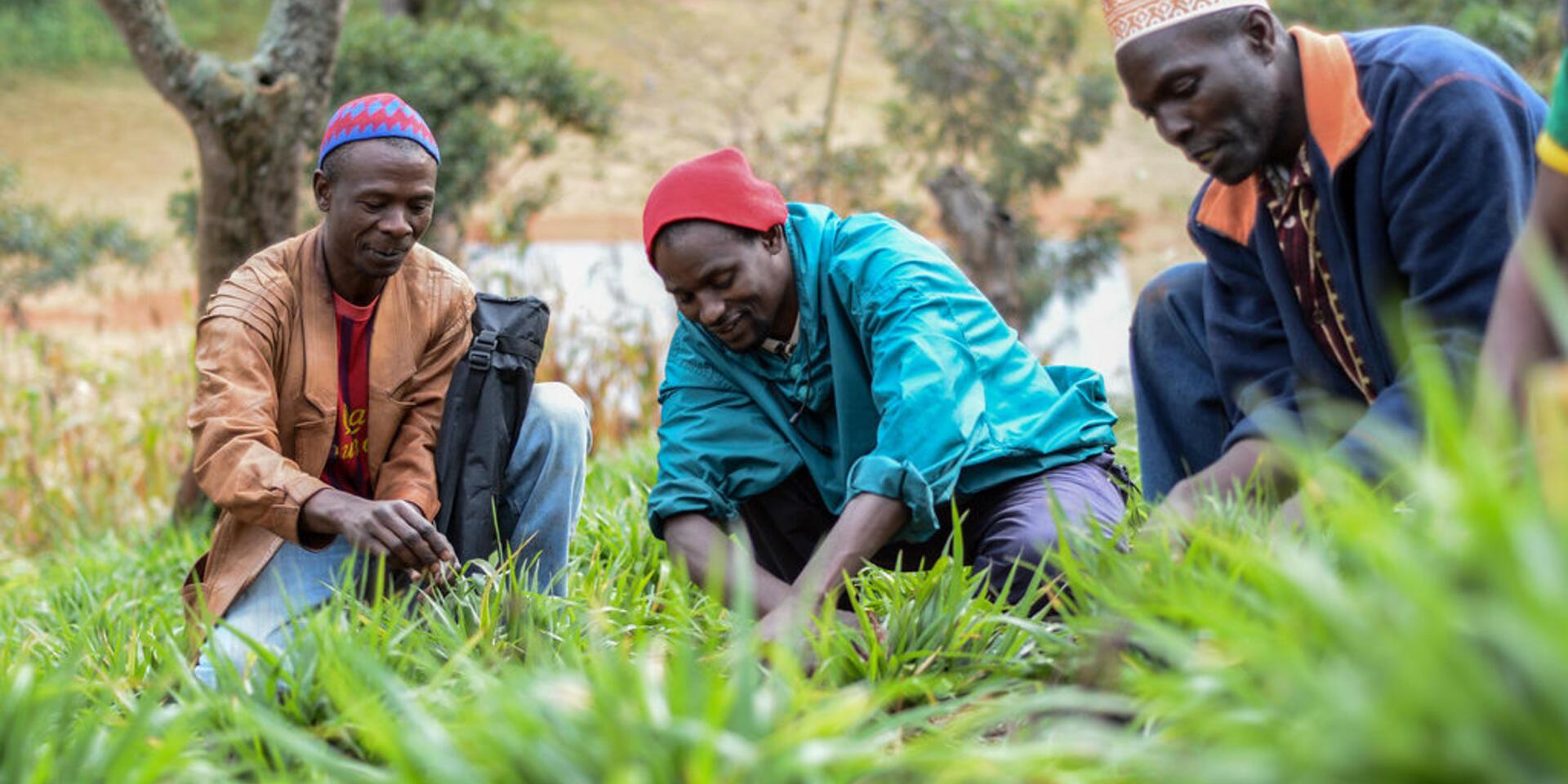 Partnering with the seed industry to redefine the Latin American forages market