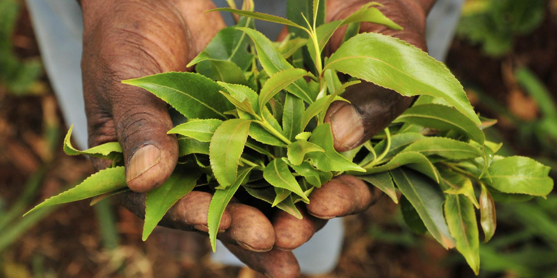 New research exposes urgent need to transform key agriculture regions across Africa by as early as 2025