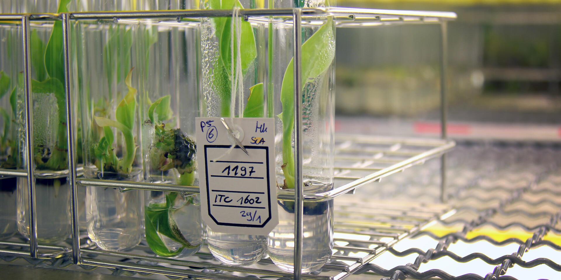 International Musa Germplasm Transit Centre
