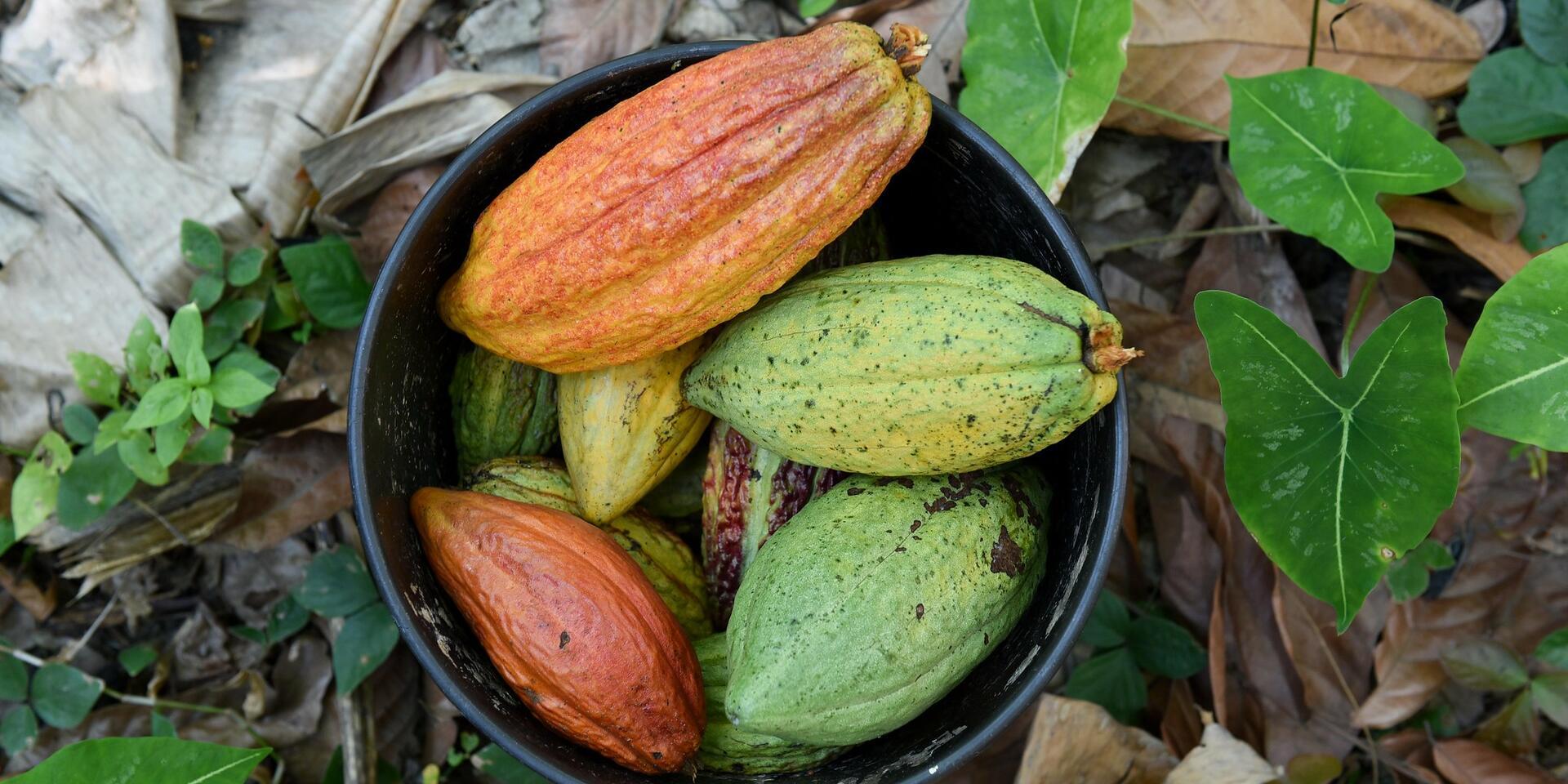 Harvested cacao pods, near Gauchen&eacute;, in the north of Colombia's Cauca Department.