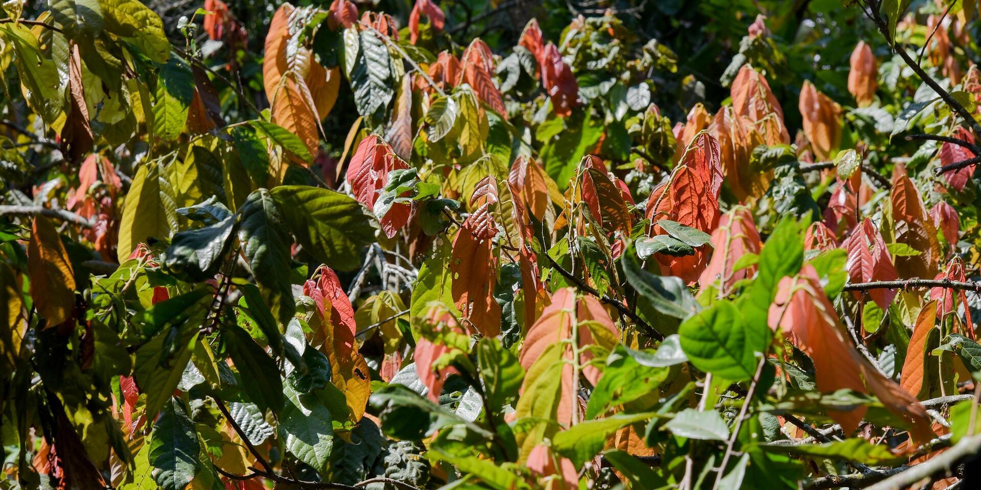 Leaves at a cacao plantation near Gauchen&eacute;, in the north of Colombia's Cauca Department.