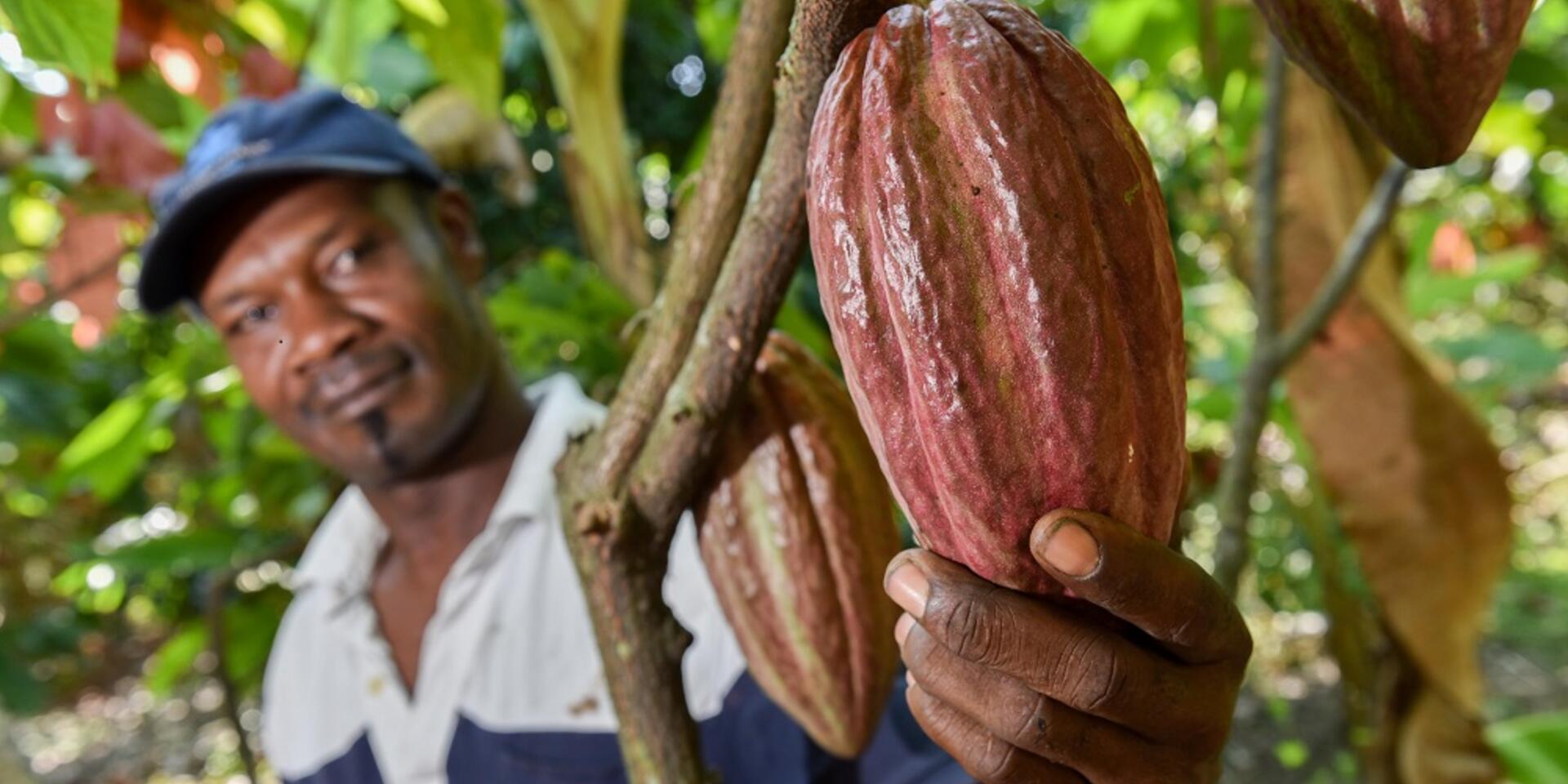 &iquest;Qu&eacute; papel puede jugar el cacao para la paz en Colombia?
