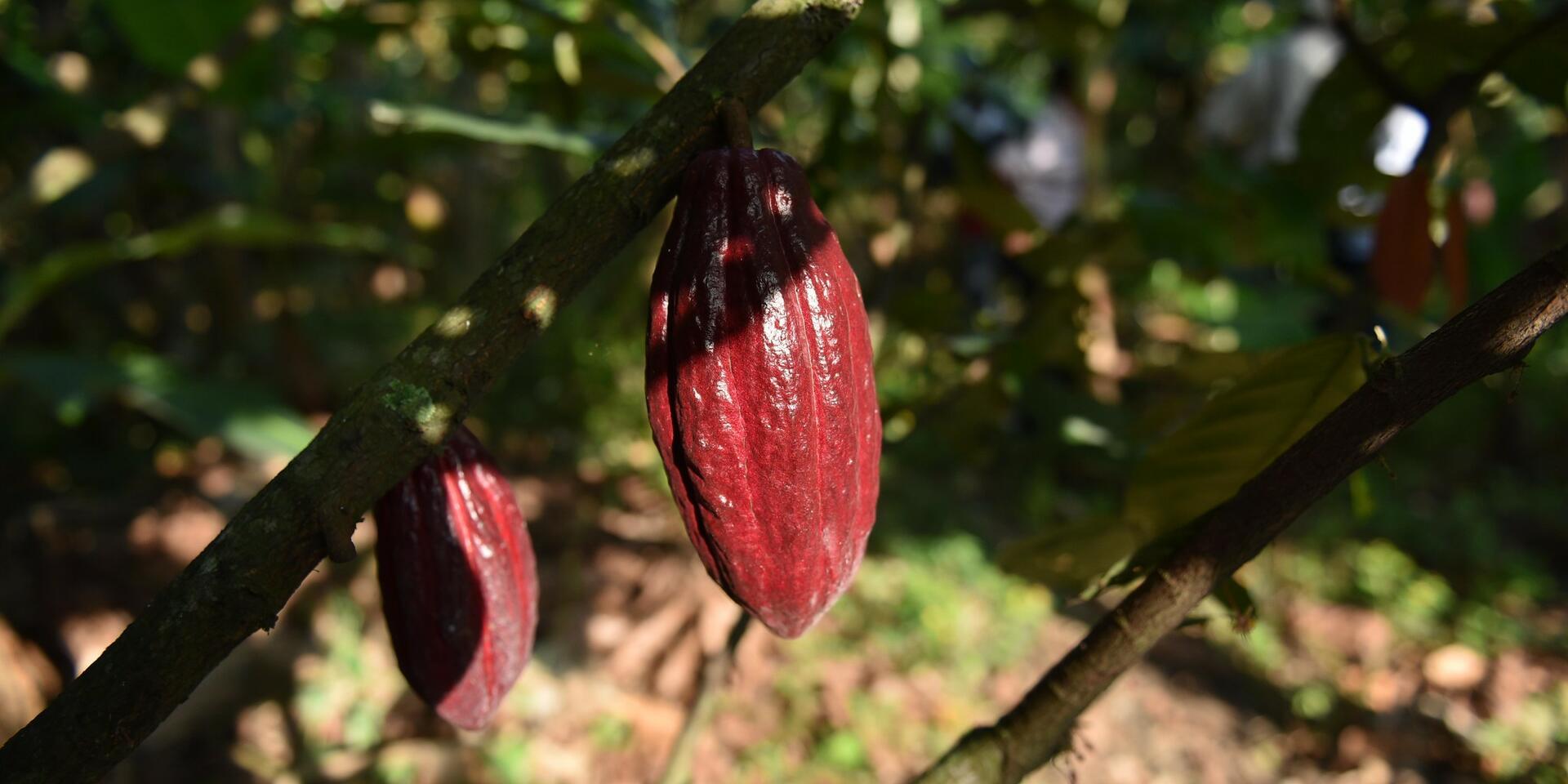 acao growing near Gauchen&eacute;, in the north of Colombia's Cauca Department.