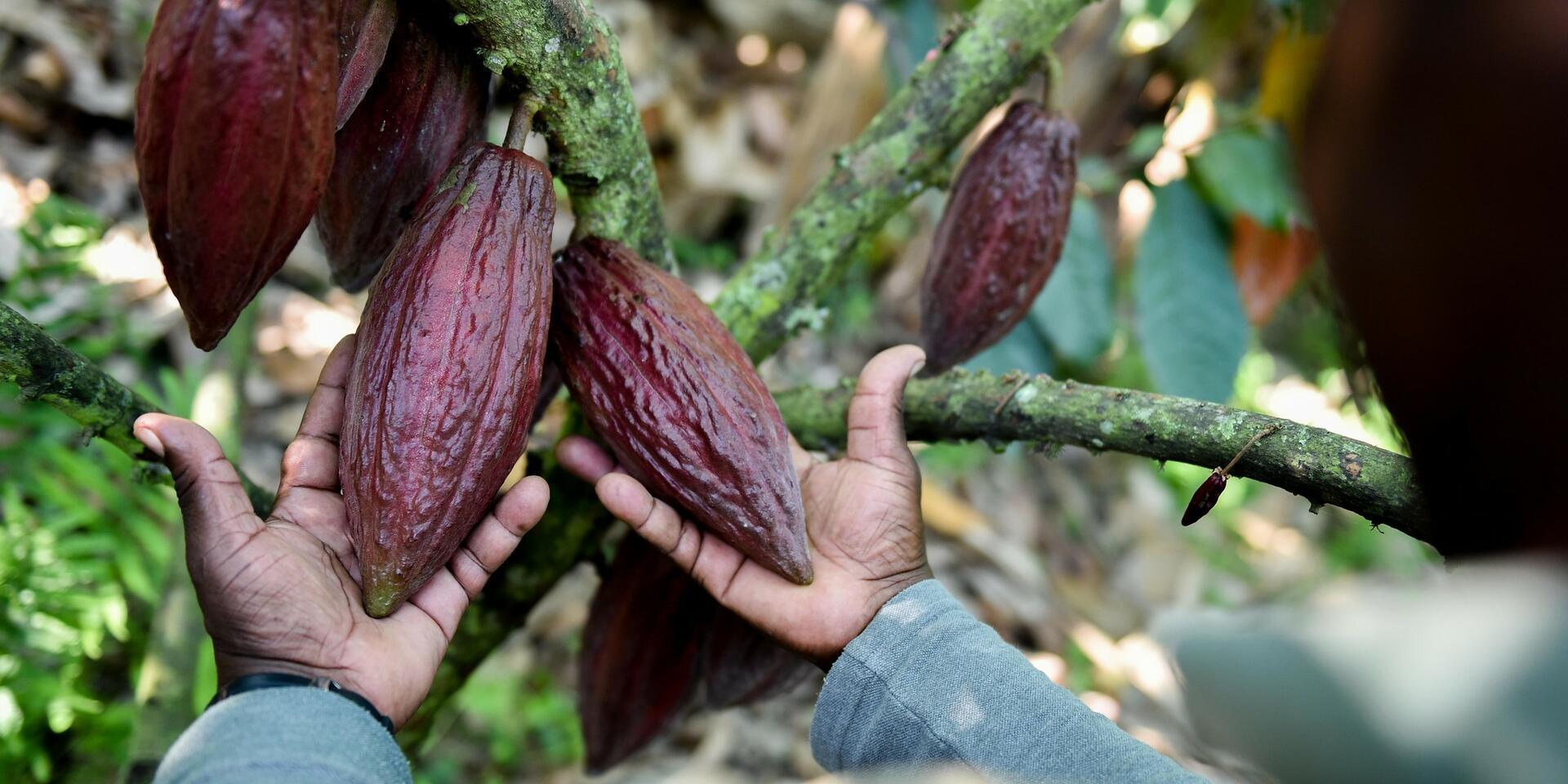 cacao tree Colombia
