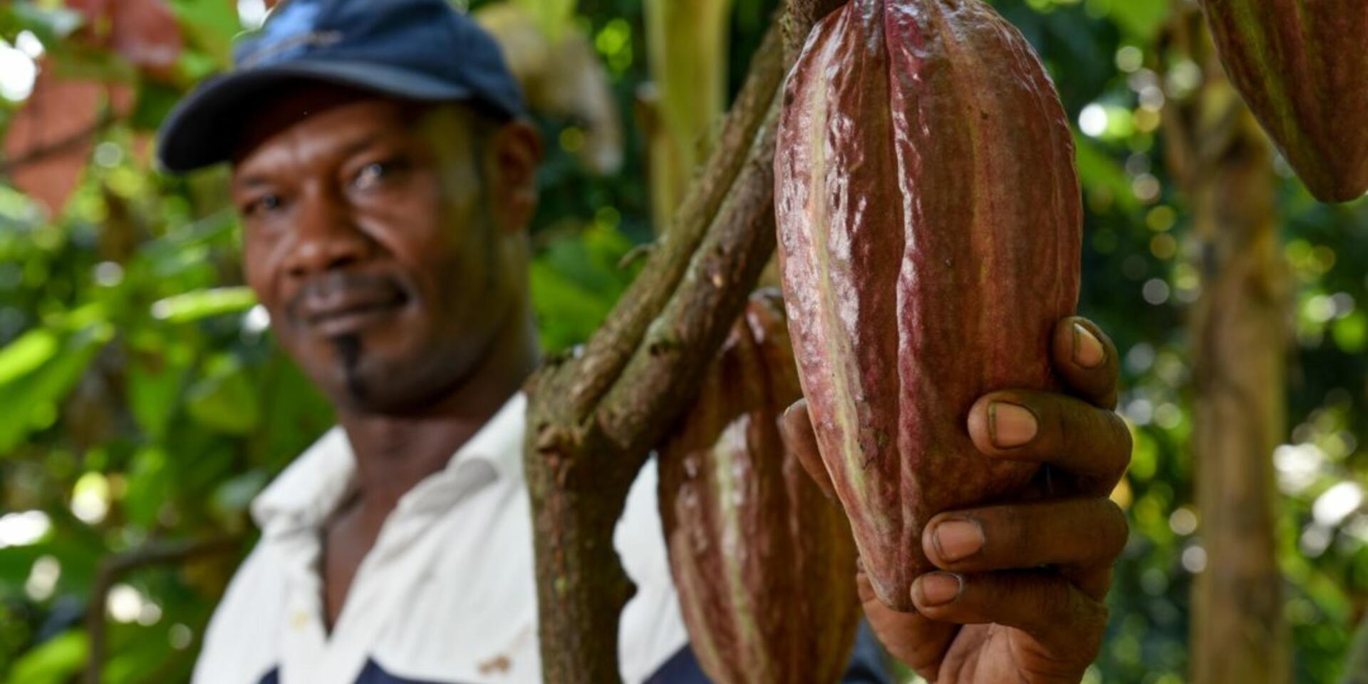 Per&uacute;, Ecuador y Colombia se movilizan para enfrentar el problema de cadmio en cacao