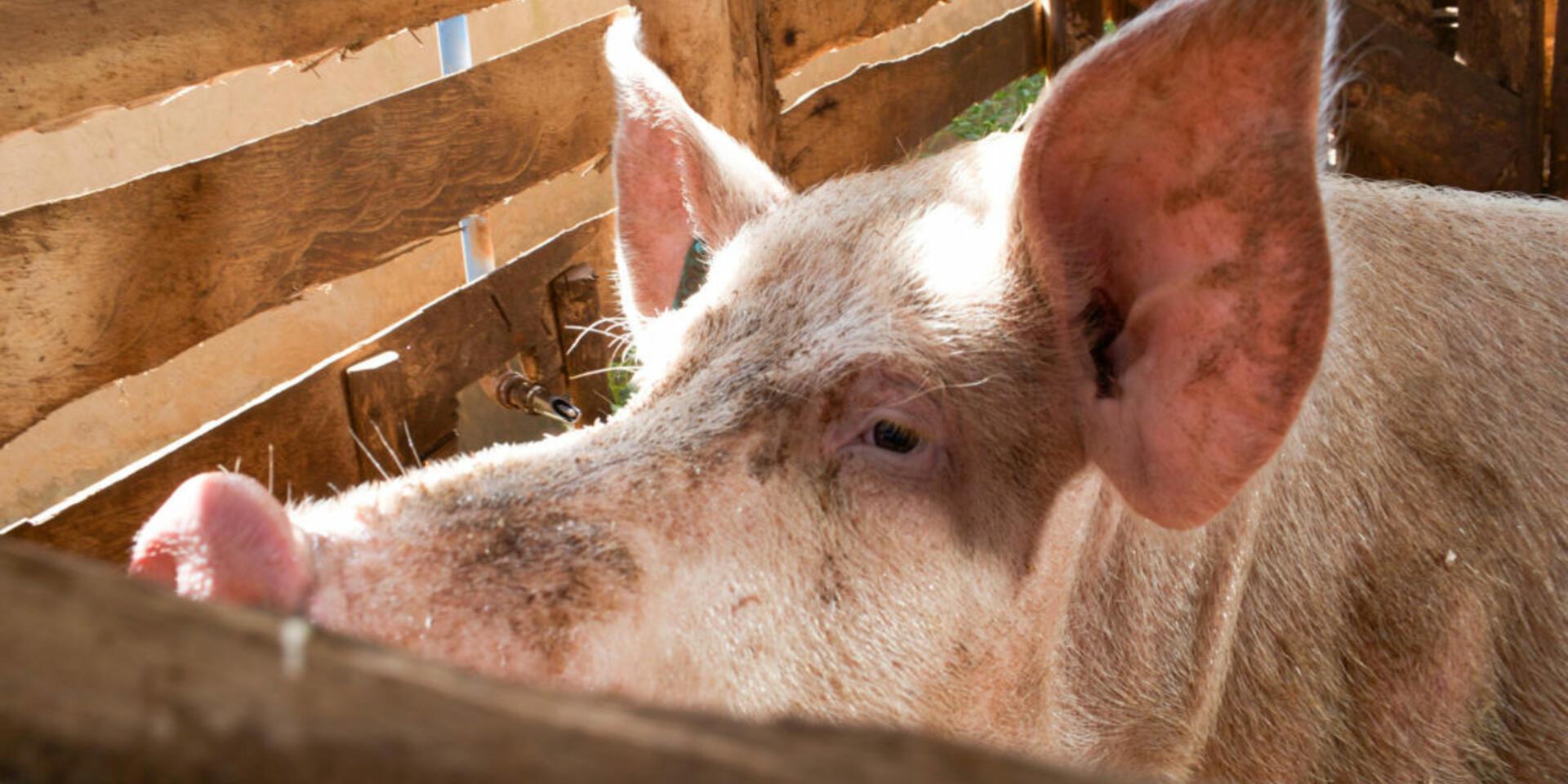 Taming heat stress &ndash; climate change adaptation of pig and dairy sector in Uganda